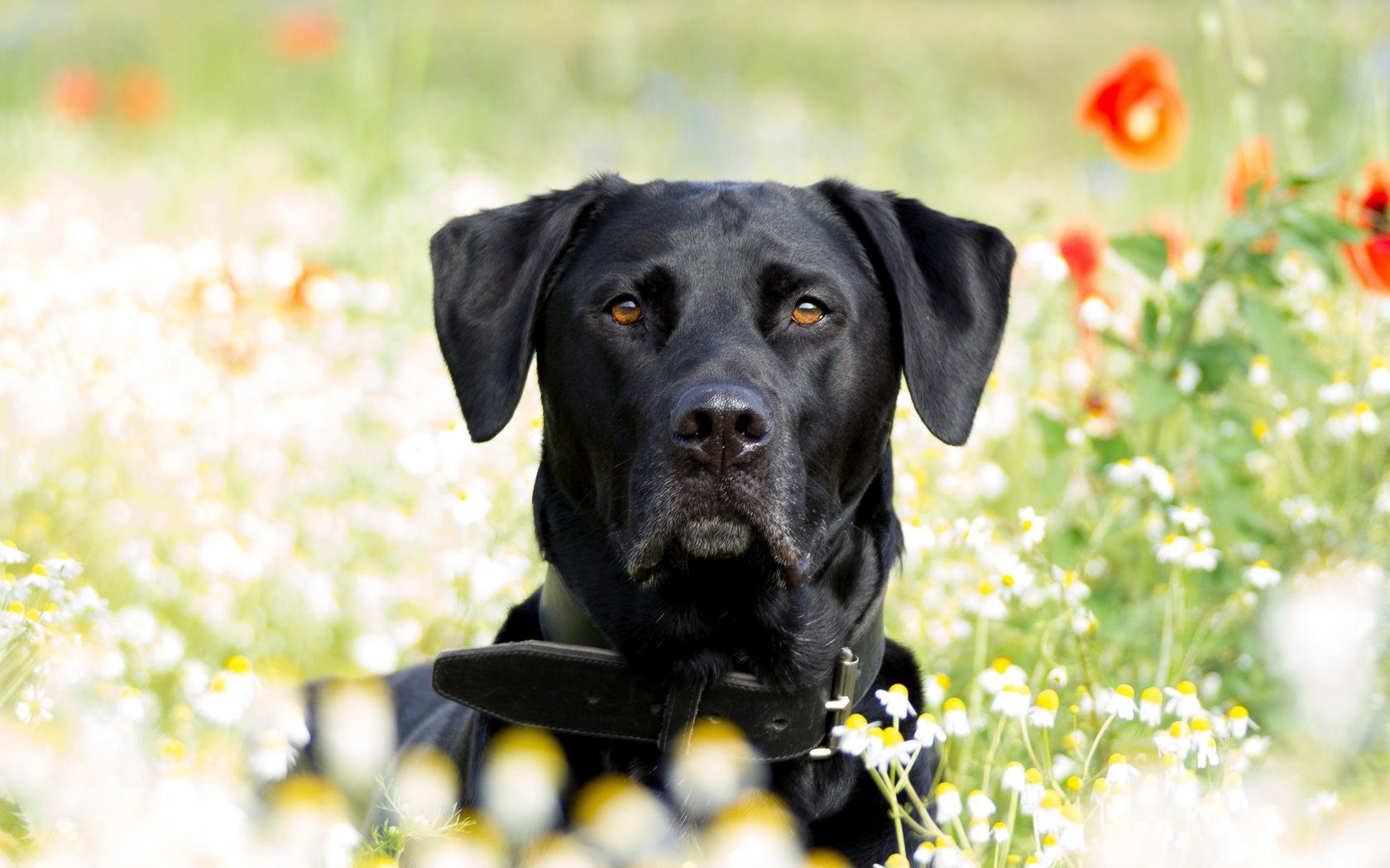 Обои лето, собака, маки, ромашки, лабрадор, ретривер, summer, dog, maki, chamomile, labrador, retriever разрешение 3840x2560 Загрузить