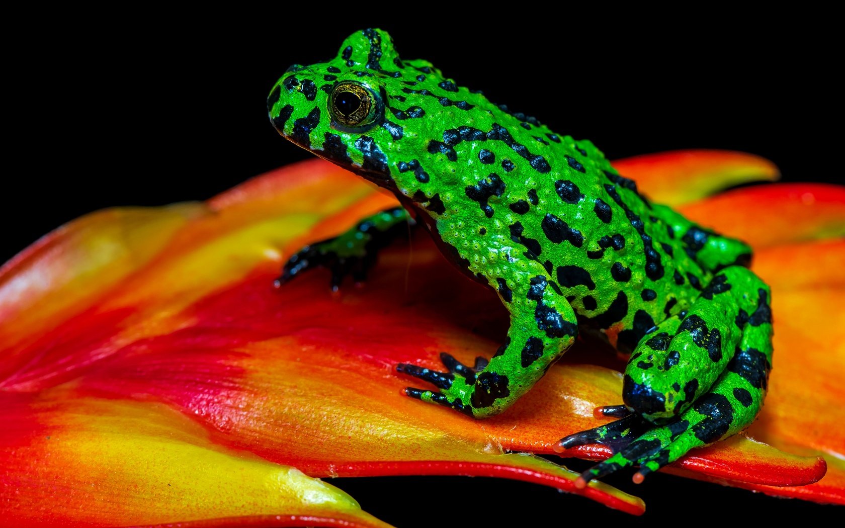 Обои макро, лягушка, черный фон, растение, зеленая, пятнистая, macro, frog, black background, plant, green, spotted разрешение 3840x2556 Загрузить