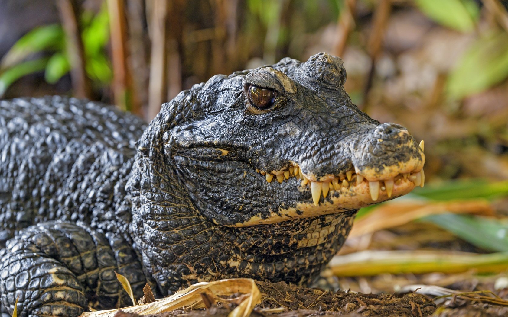 Обои морда, взгляд, зубы, крокодил, рептилия, face, look, teeth, crocodile, reptile разрешение 5568x3712 Загрузить