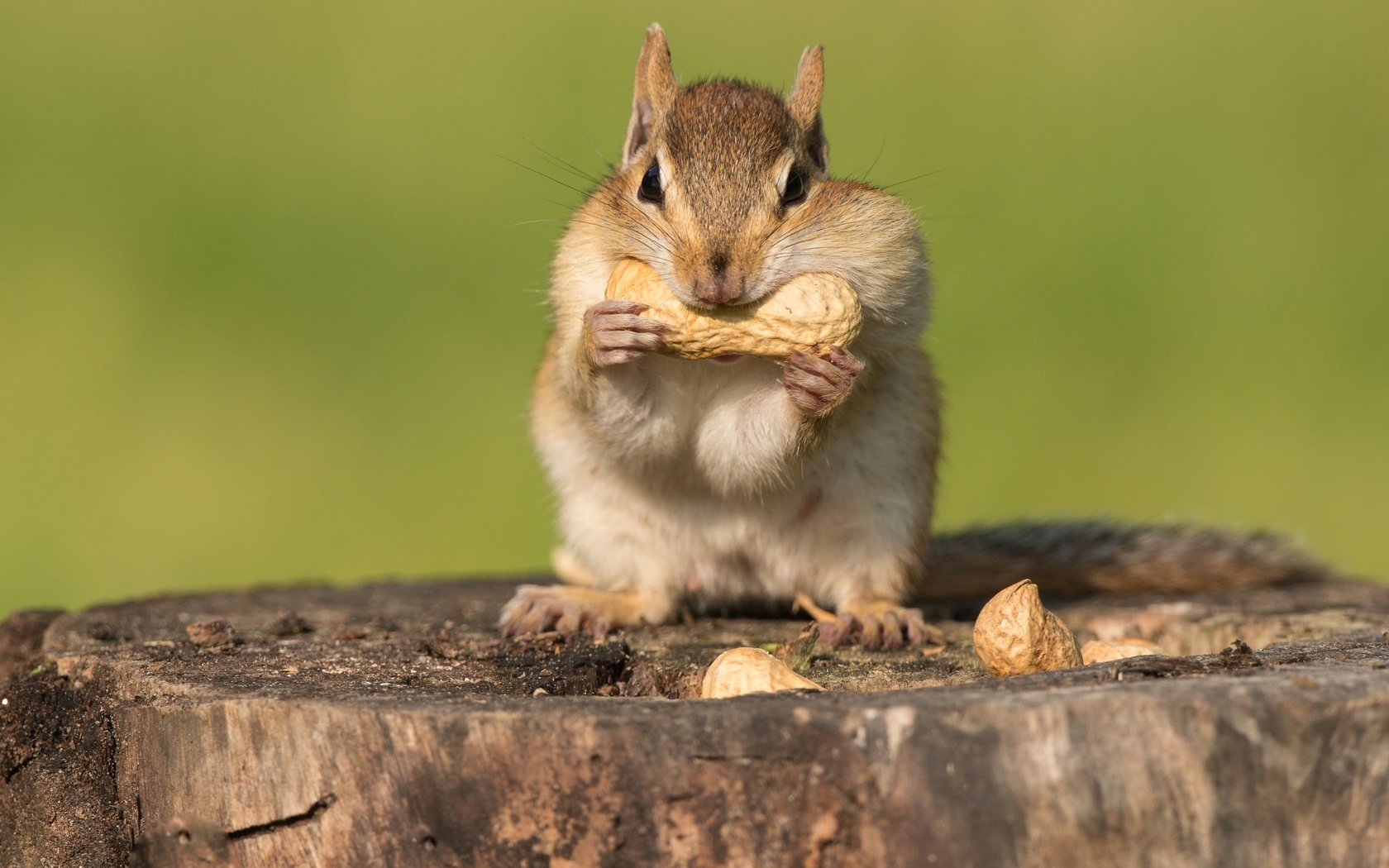 Обои орехи, пень, бурундук, трапеза, nuts, stump, chipmunk, meal разрешение 3072x2349 Загрузить