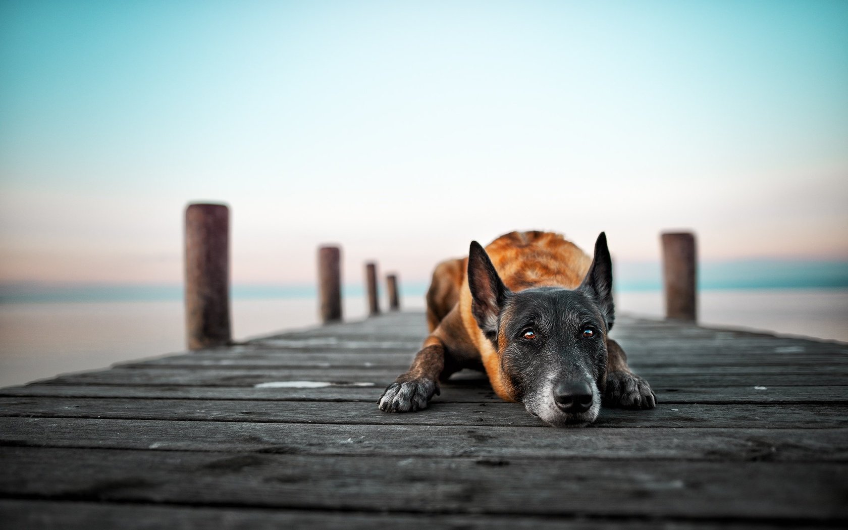 Обои озеро, мост, собака, lake, bridge, dog разрешение 2048x1365 Загрузить