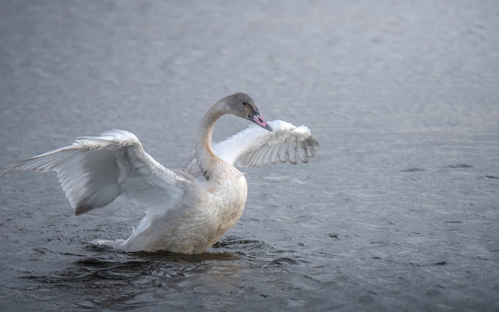 Обои озеро, птица, лебедь, lake, bird, swan разрешение 3840x2160 Загрузить