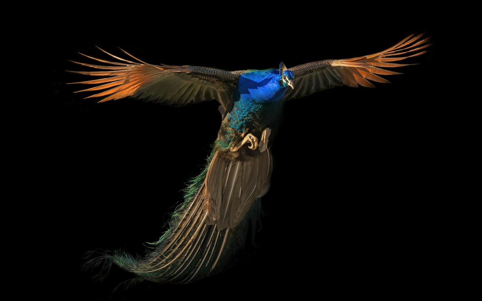 Обои полет, павлин, flight, peacock разрешение 2500x1667 Загрузить