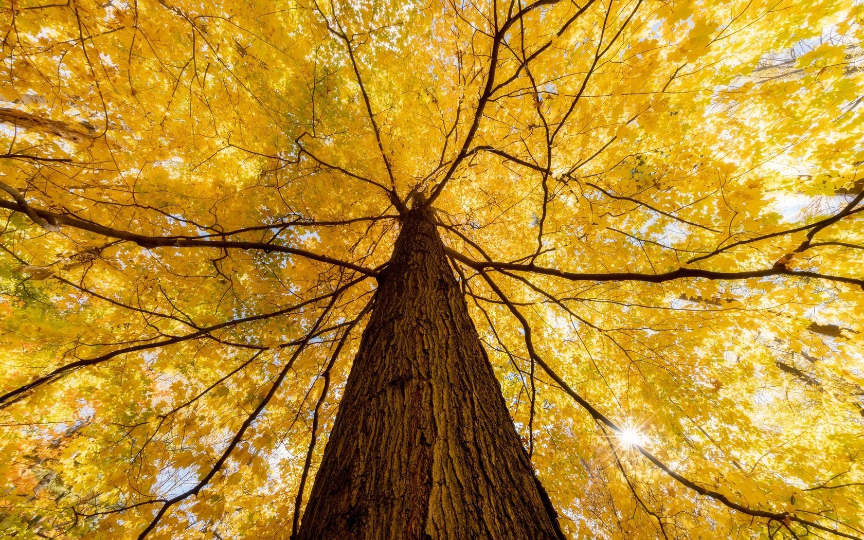 Обои природа, дерево, осень, nature, tree, autumn разрешение 2048x1365 Загрузить