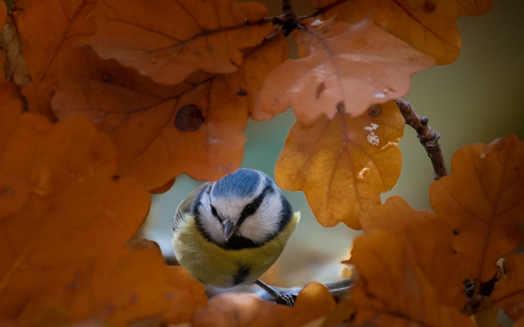 Обои природа, листья, осень, птица, синица, nature, leaves, autumn, bird, tit разрешение 2662x2080 Загрузить