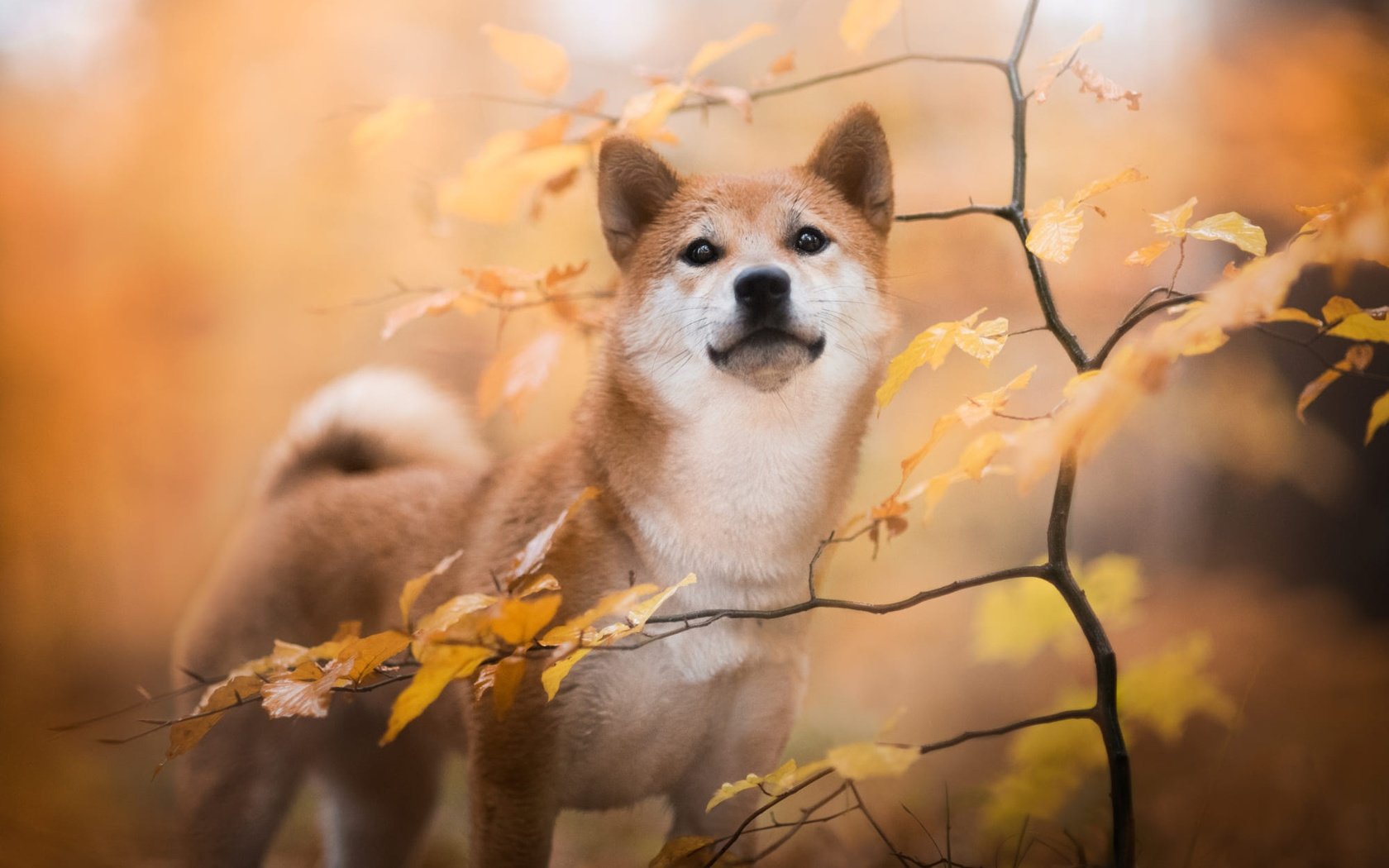 Обои природа, листья, ветки, осень, собака, сиба-ину, nature, leaves, branches, autumn, dog, shiba inu разрешение 2000x1334 Загрузить