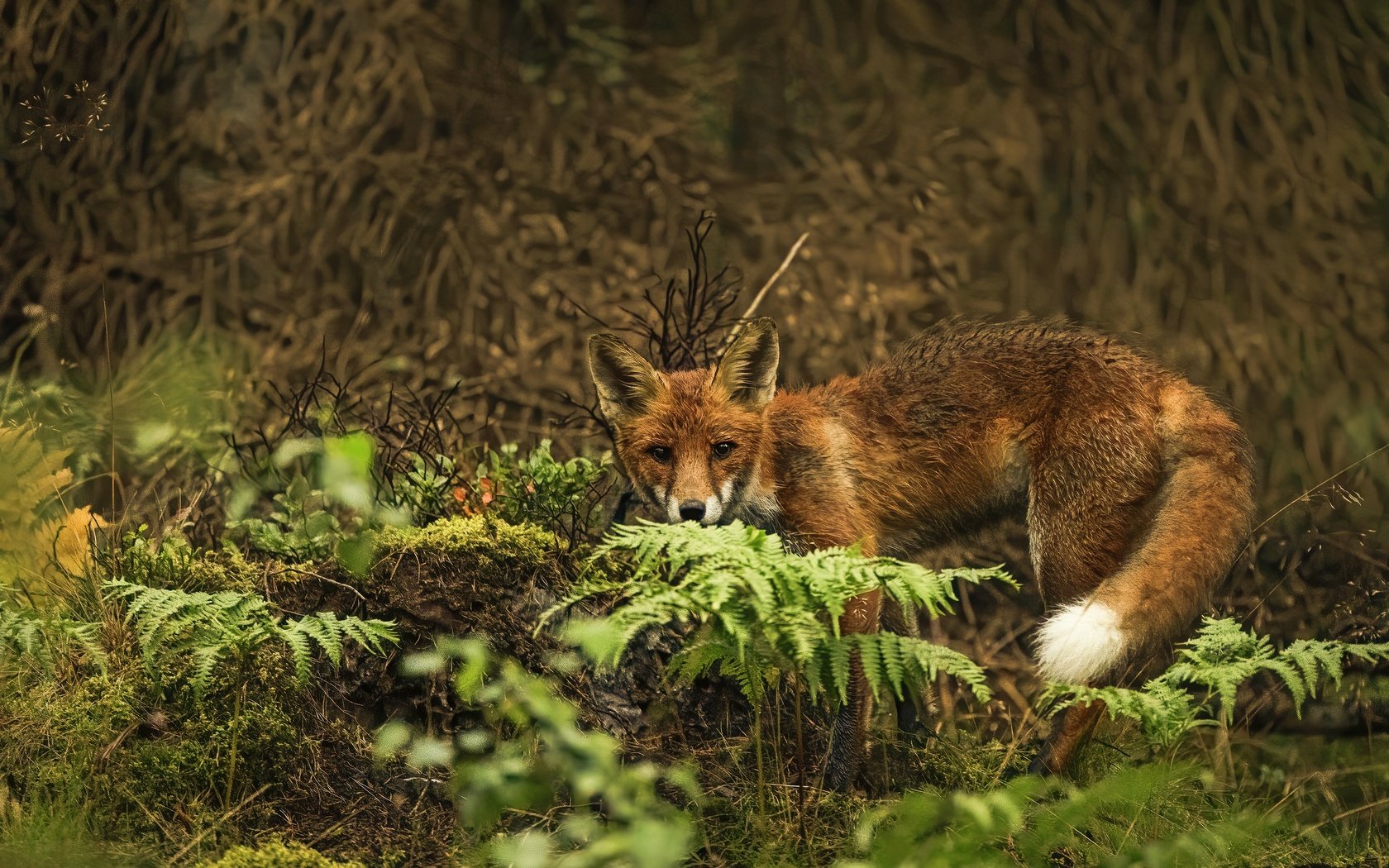 Обои природа, поза, взгляд, лиса, папоротник, заросли, боке, nature, pose, look, fox, fern, thickets, bokeh разрешение 3840x2560 Загрузить