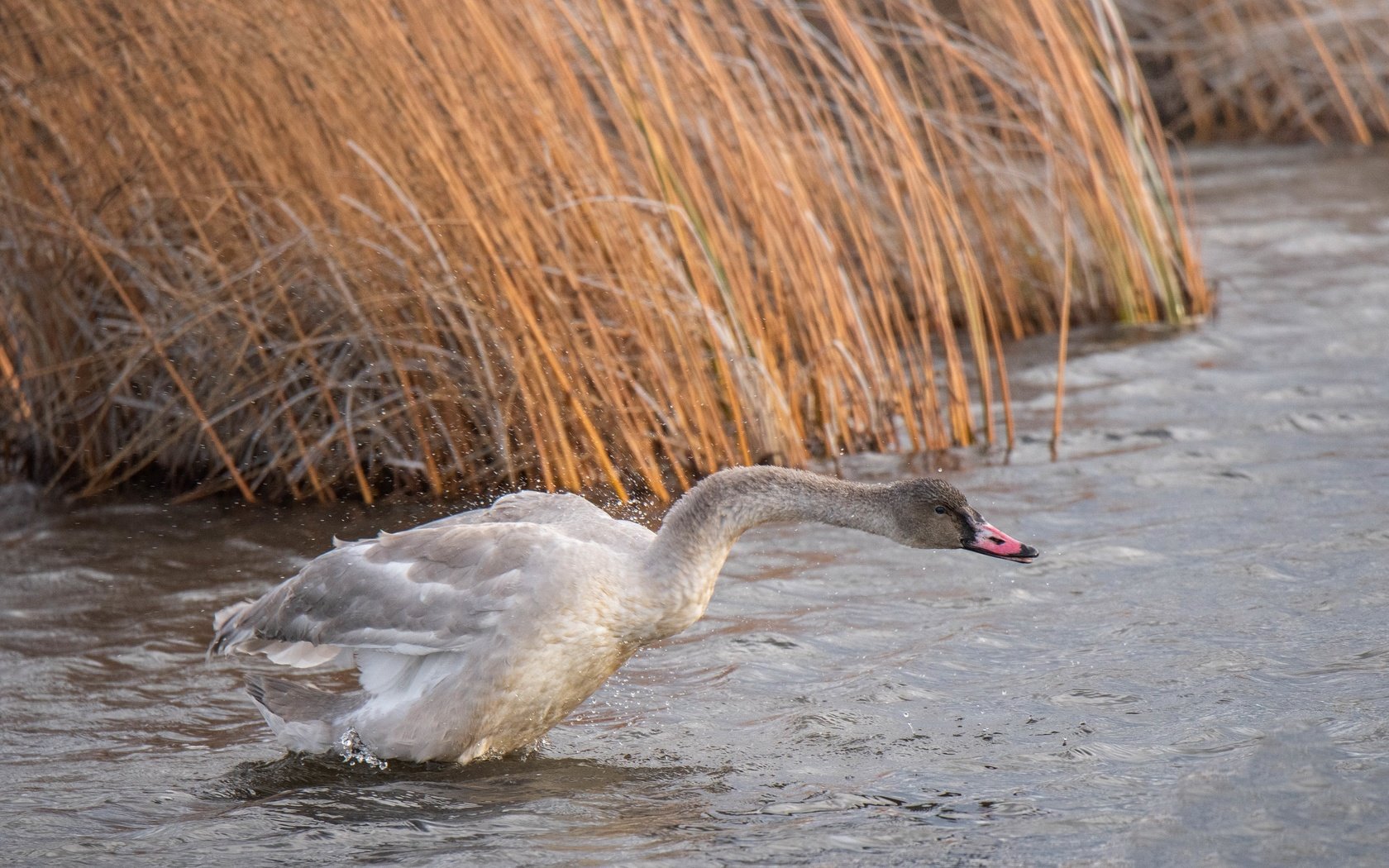 Обои природа, птица, лебедь, nature, bird, swan разрешение 3840x2160 Загрузить