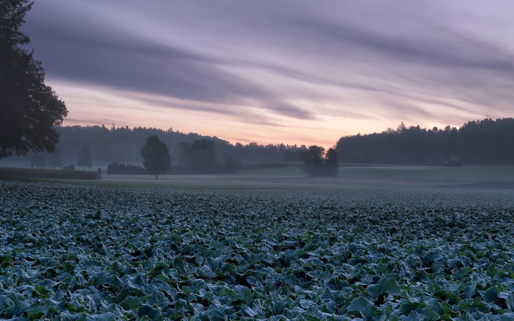 Обои природа, туман, поле, капуста, nature, fog, field, cabbage разрешение 3840x2160 Загрузить