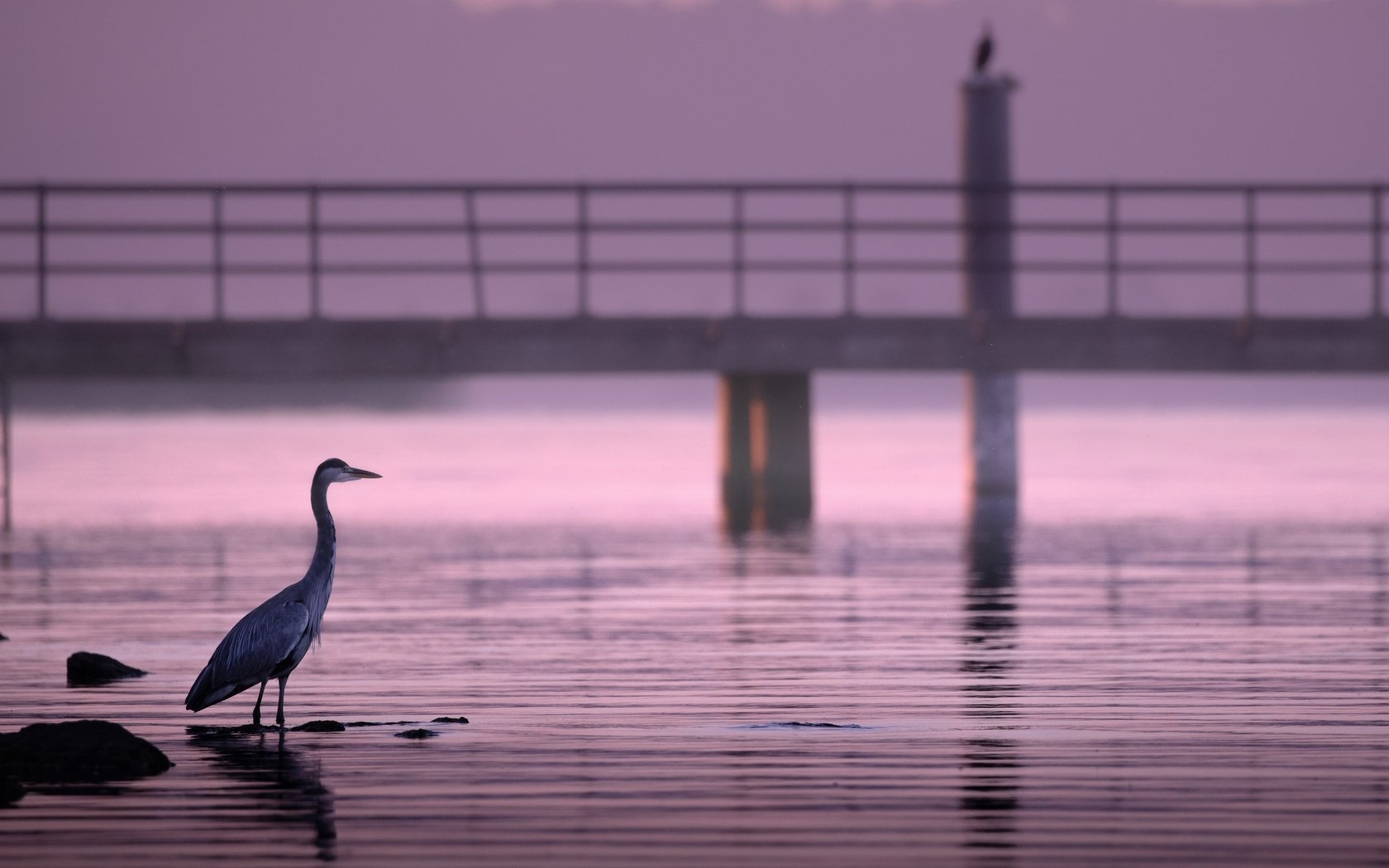 Обои река, природа, птица, river, nature, bird разрешение 3840x2160 Загрузить