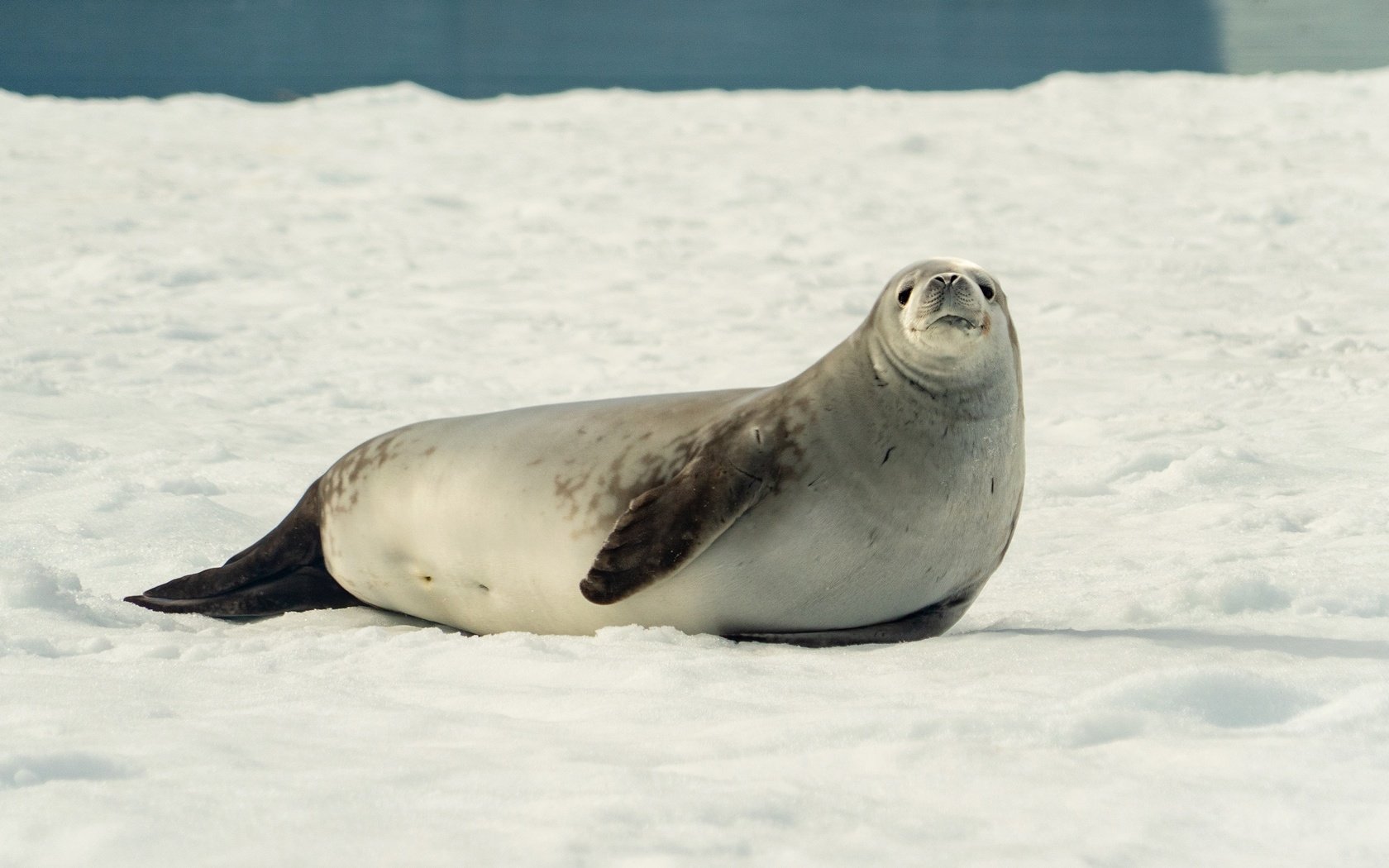 Обои снег, берег, зима, водоем, мордашка, тюлень, морской котик, snow, shore, winter, pond, face, seal, navy seal разрешение 3840x2160 Загрузить