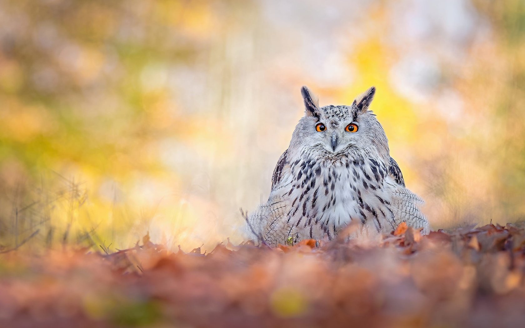 Обои сова, природа, листья, взгляд, осень, птица, боке, филин, owl, nature, leaves, look, autumn, bird, bokeh разрешение 2000x1334 Загрузить