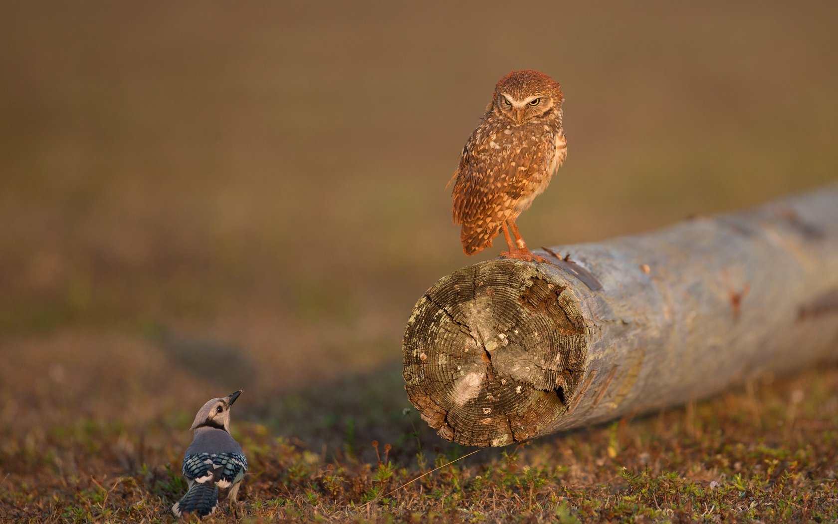 Обои сова, птицы, бревно, сыч, сойка, owl, birds, log, jay разрешение 4096x3186 Загрузить