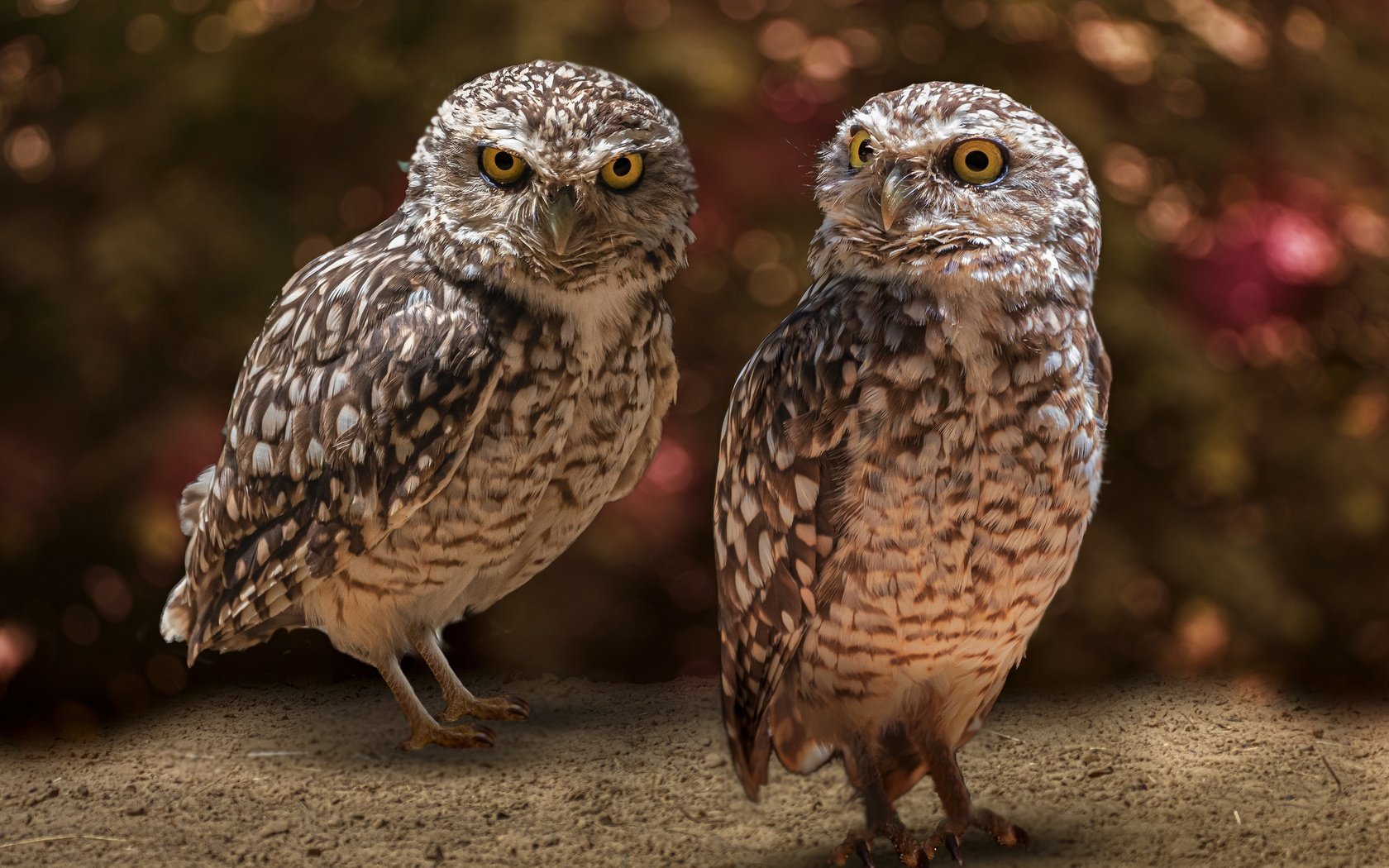 Обои сова, взгляд, птицы, боке, совы, сыч, сычи, owl, look, birds, bokeh, owls разрешение 3840x2560 Загрузить