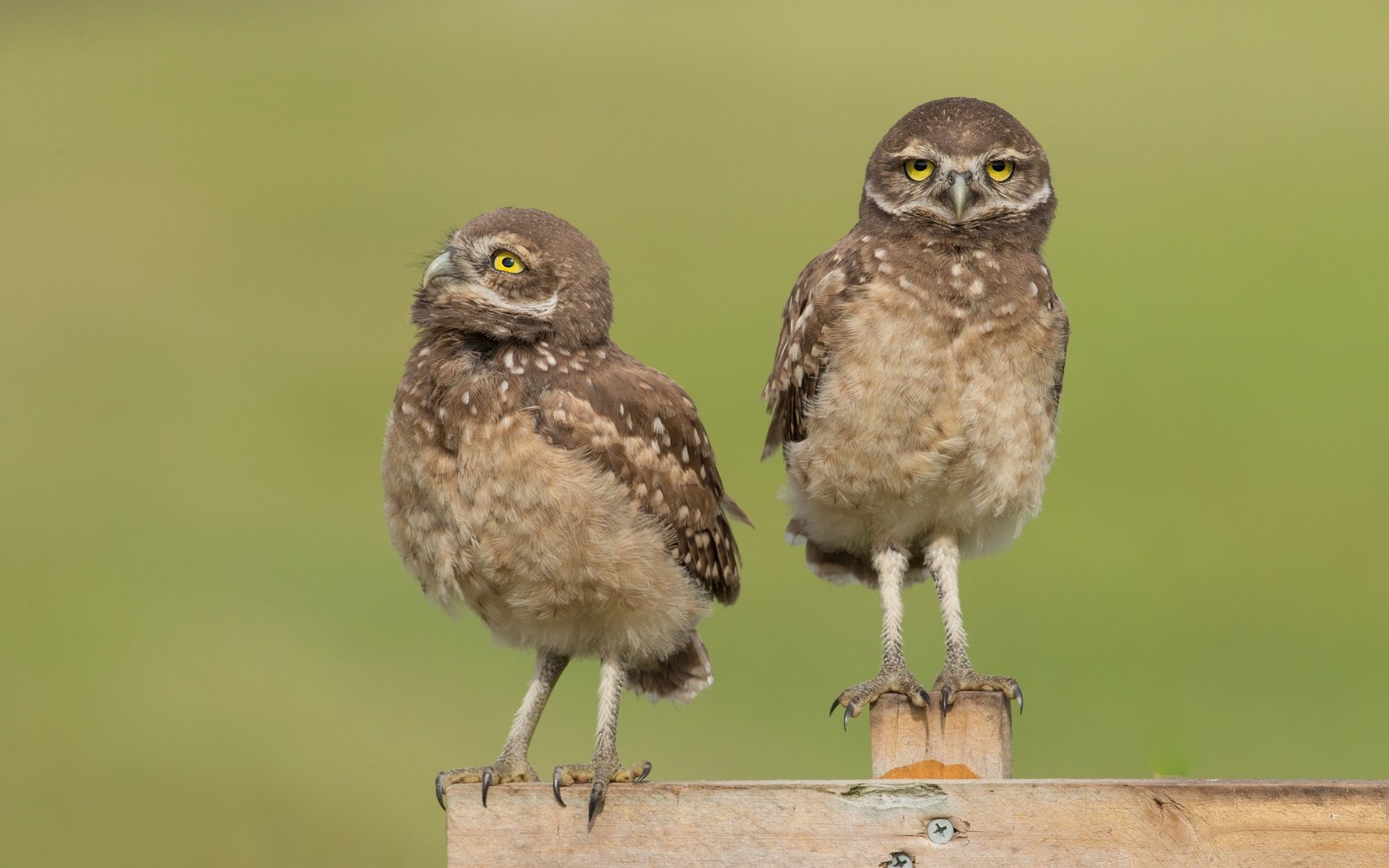 Обои сова, забор, доски, птицы, совы, сыч, сычи, owl, the fence, board, birds, owls разрешение 4053x2605 Загрузить