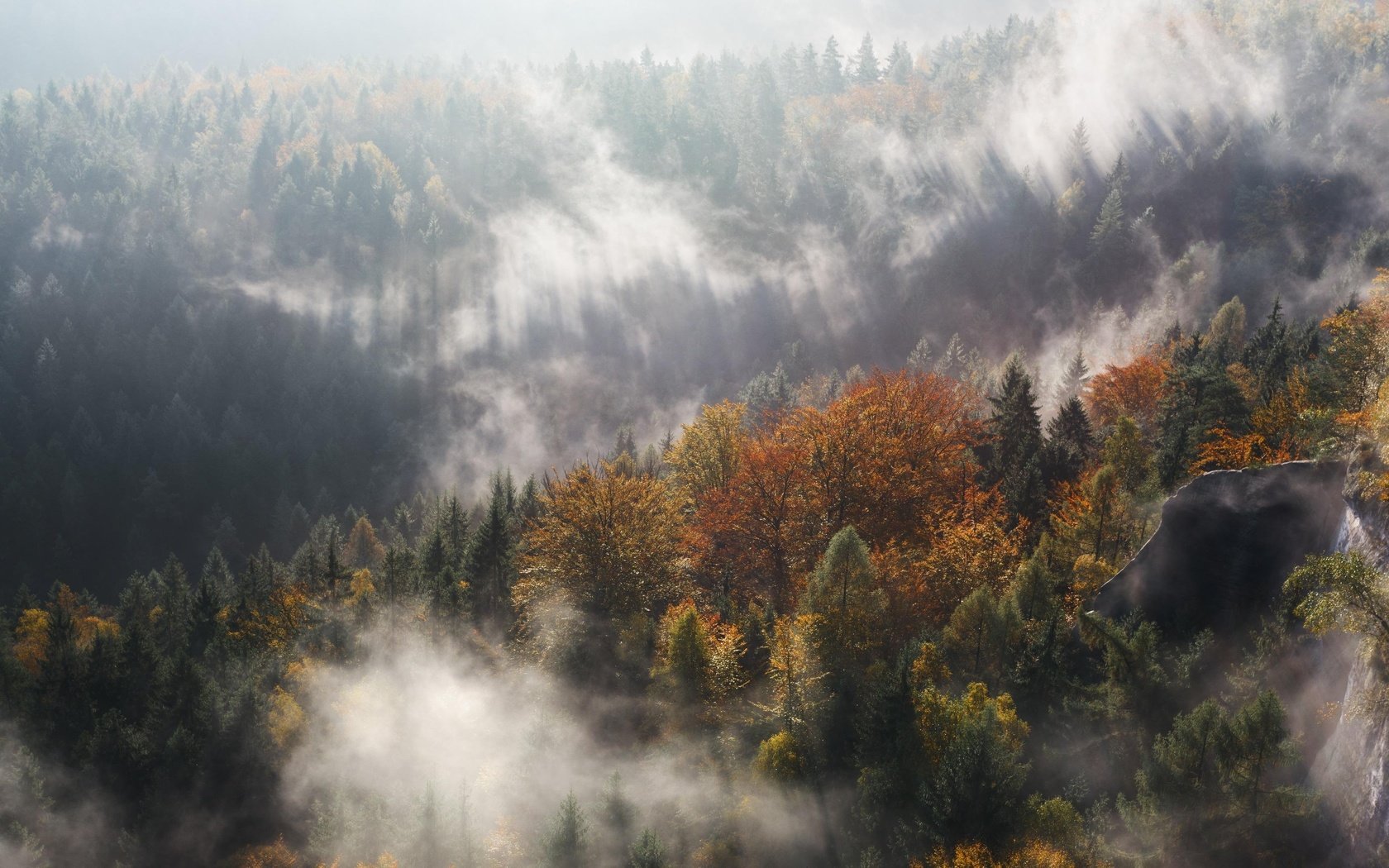 Обои свет, деревья, природа, лес, туман, осень, light, trees, nature, forest, fog, autumn разрешение 3840x2160 Загрузить