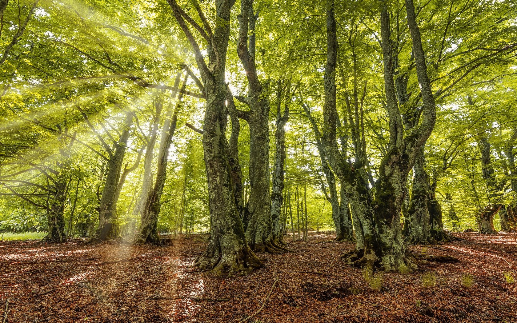 Обои свет, зелень, лес, лучи, листва, осень, light, greens, forest, rays, foliage, autumn разрешение 3840x2160 Загрузить