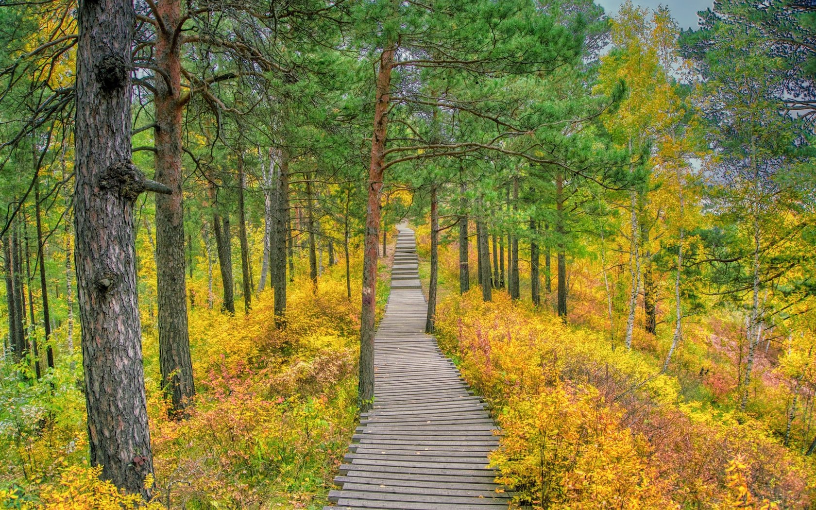 Обои трава, деревья, природа, лес, дорожка, осень, сосны, осенний лес, grass, trees, nature, forest, track, autumn, pine, autumn forest разрешение 6000x4000 Загрузить