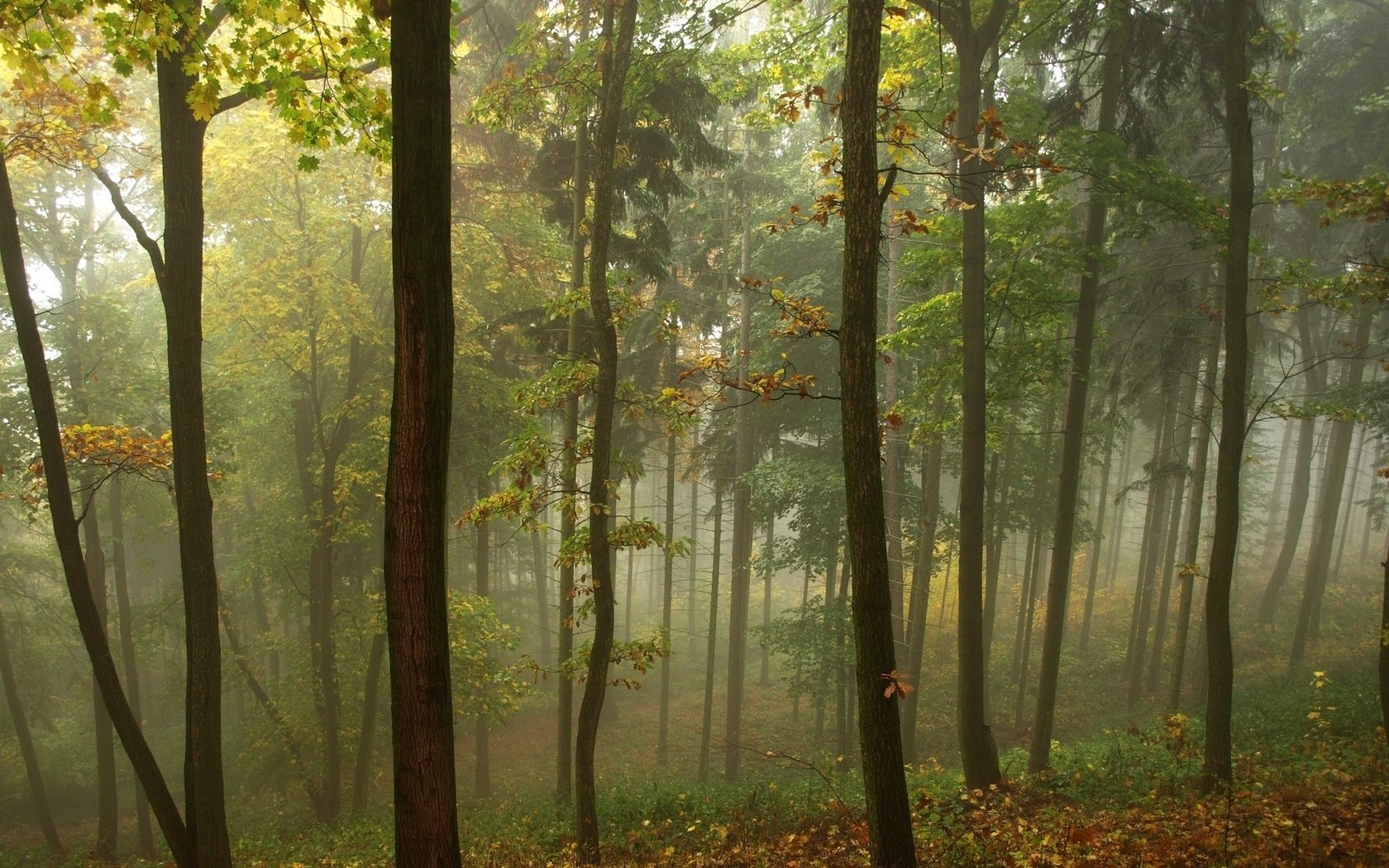 Обои трава, деревья, природа, лес, листья, туман, grass, trees, nature, forest, leaves, fog разрешение 1920x1200 Загрузить