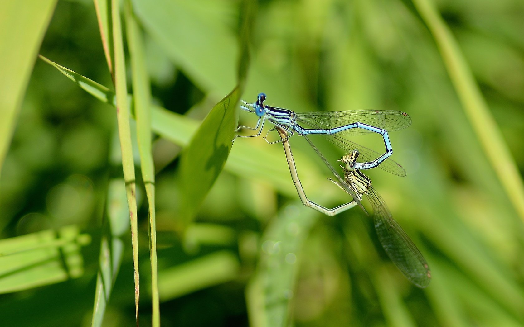 Обои трава, лето, стрекозы, grass, summer, dragonflies разрешение 2933x1955 Загрузить