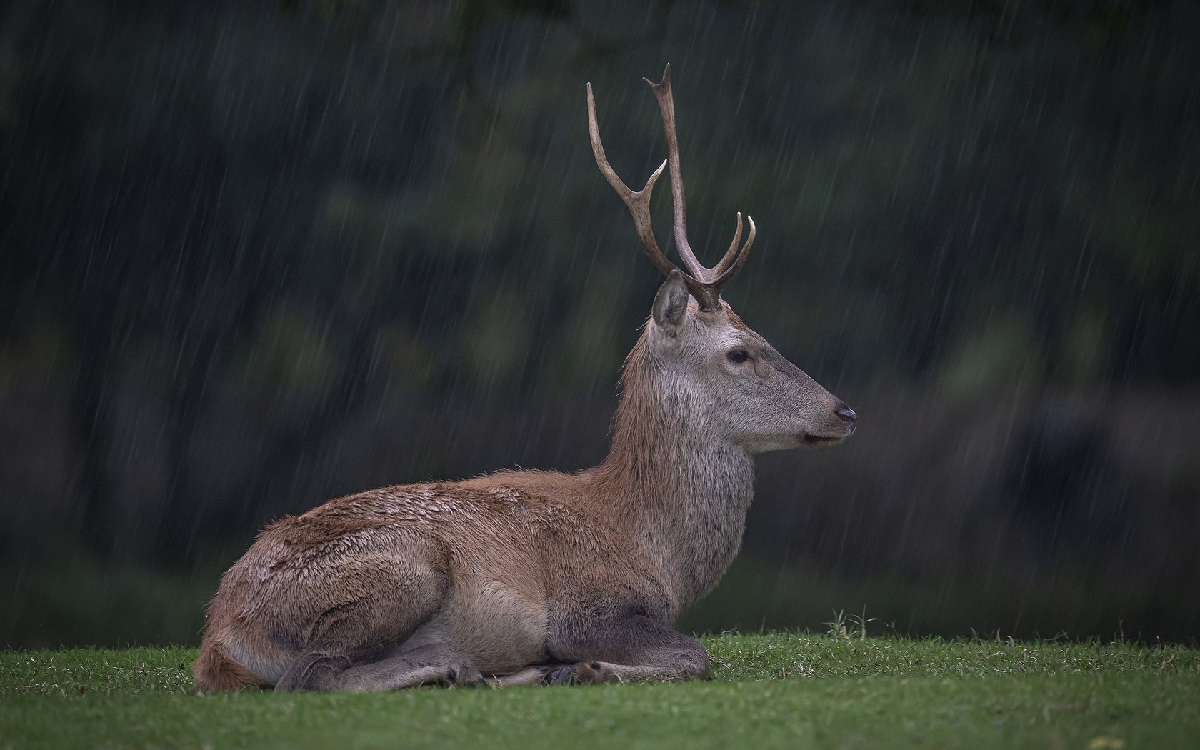 Обои трава, олень, лежит, поляна, профиль, дождь, ливень, grass, deer, lies, glade, profile, rain, the shower разрешение 2560x1706 Загрузить