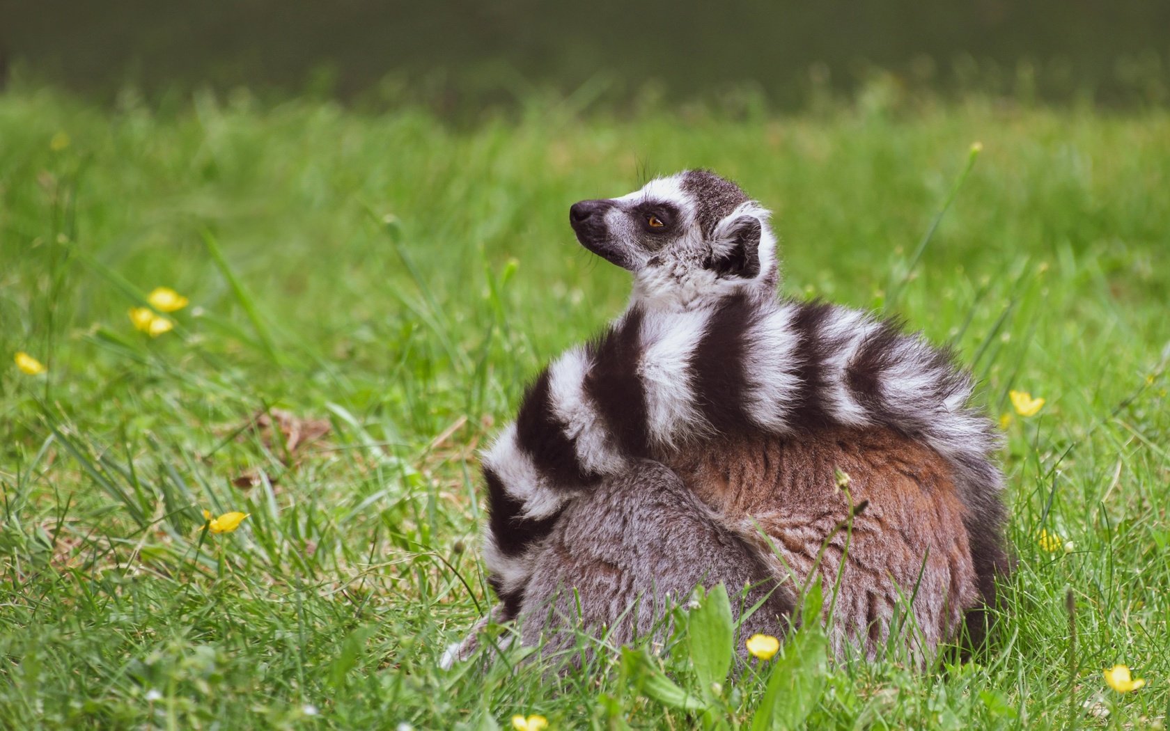 Обои трава, поза, сидит, хвост, лемур, grass, pose, sitting, tail, lemur разрешение 3840x2742 Загрузить