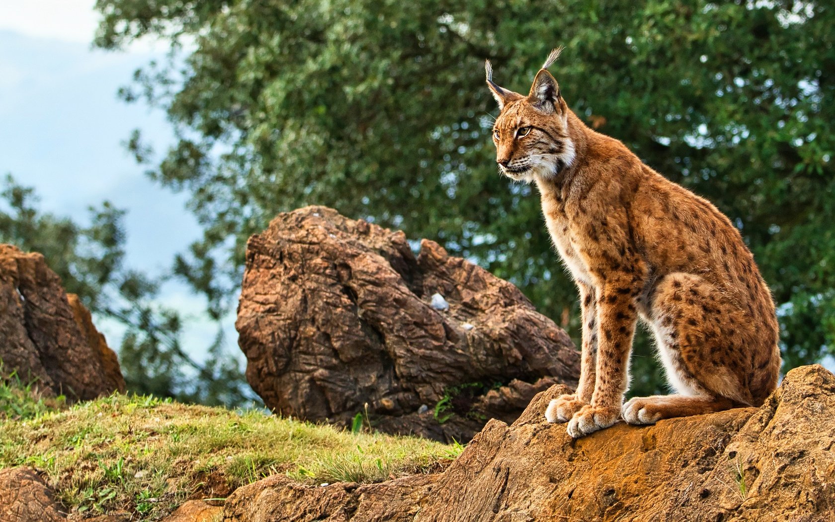 Обои трава, природа, дерево, камни, рысь, листва, сидит, боке, grass, nature, tree, stones, lynx, foliage, sitting, bokeh разрешение 3840x2160 Загрузить