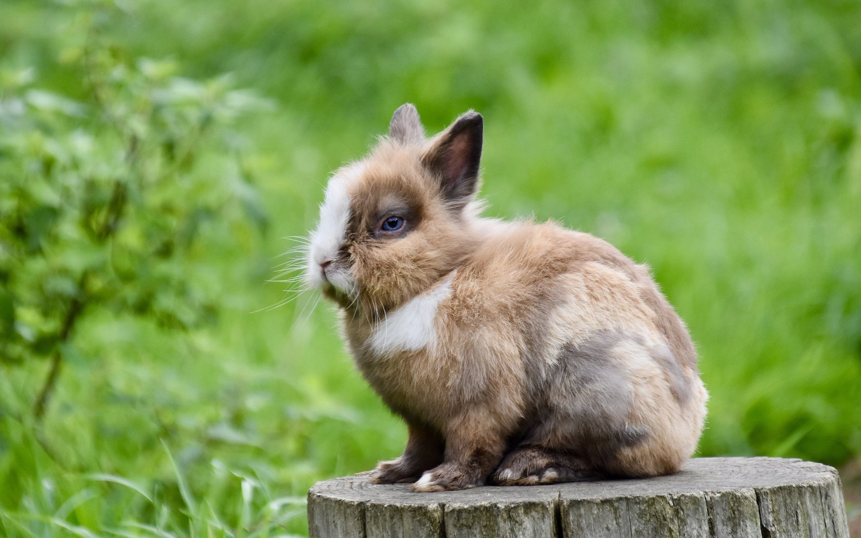 Обои трава, природа, кролик, пень, заяц, пятнистый, grass, nature, rabbit, stump, hare, spotted разрешение 2560x1706 Загрузить