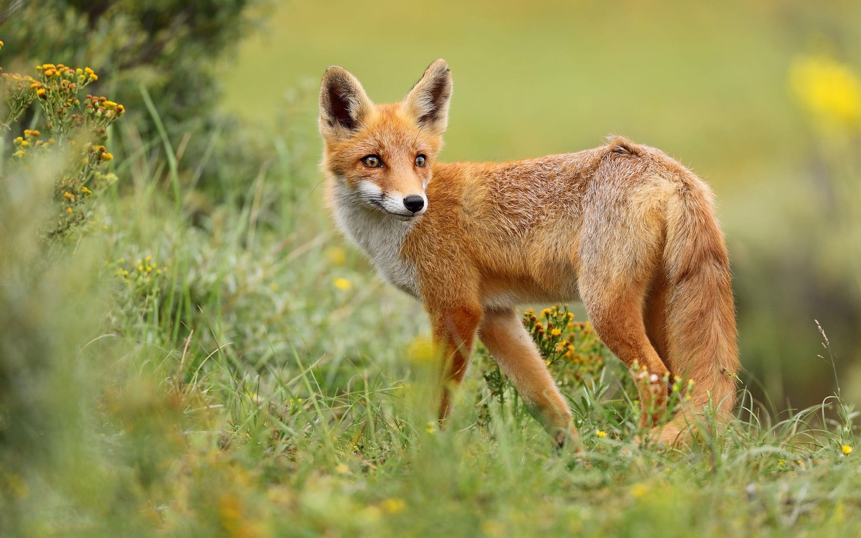 Обои трава, природа, поза, взгляд, лиса, grass, nature, pose, look, fox разрешение 2000x1286 Загрузить