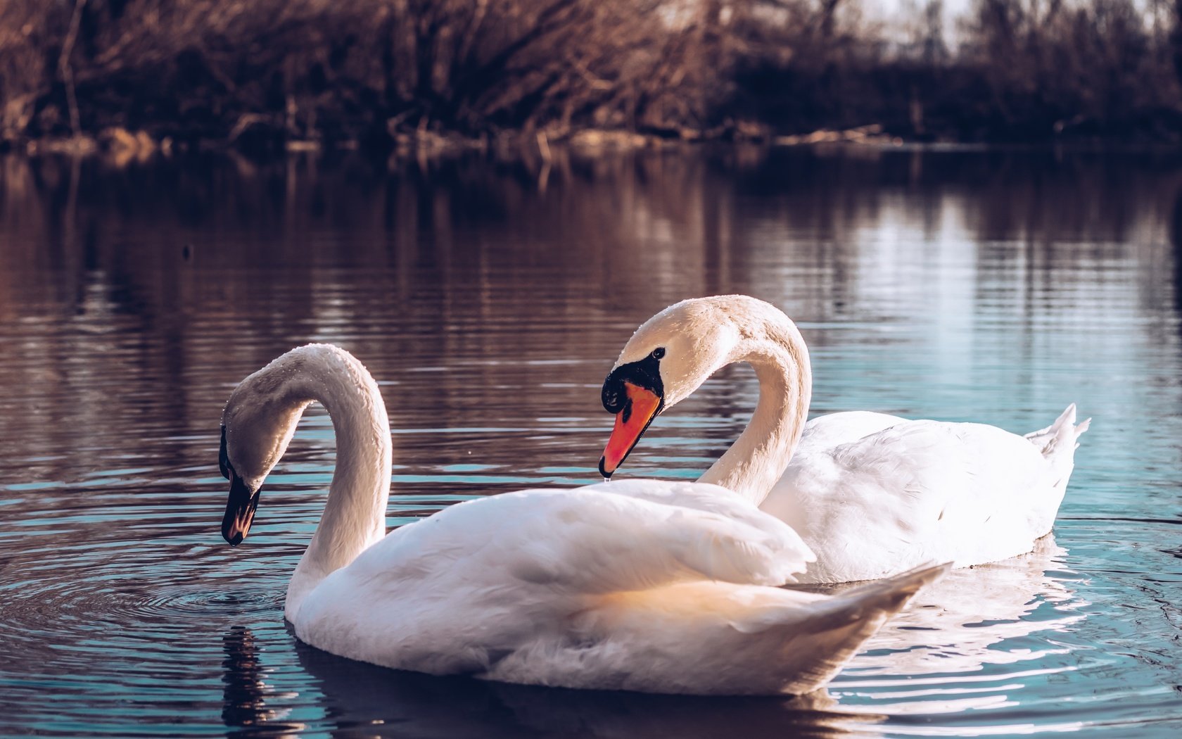 Обои водоем, птицы, пара, лебеди, pond, birds, pair, swans разрешение 4974x3316 Загрузить