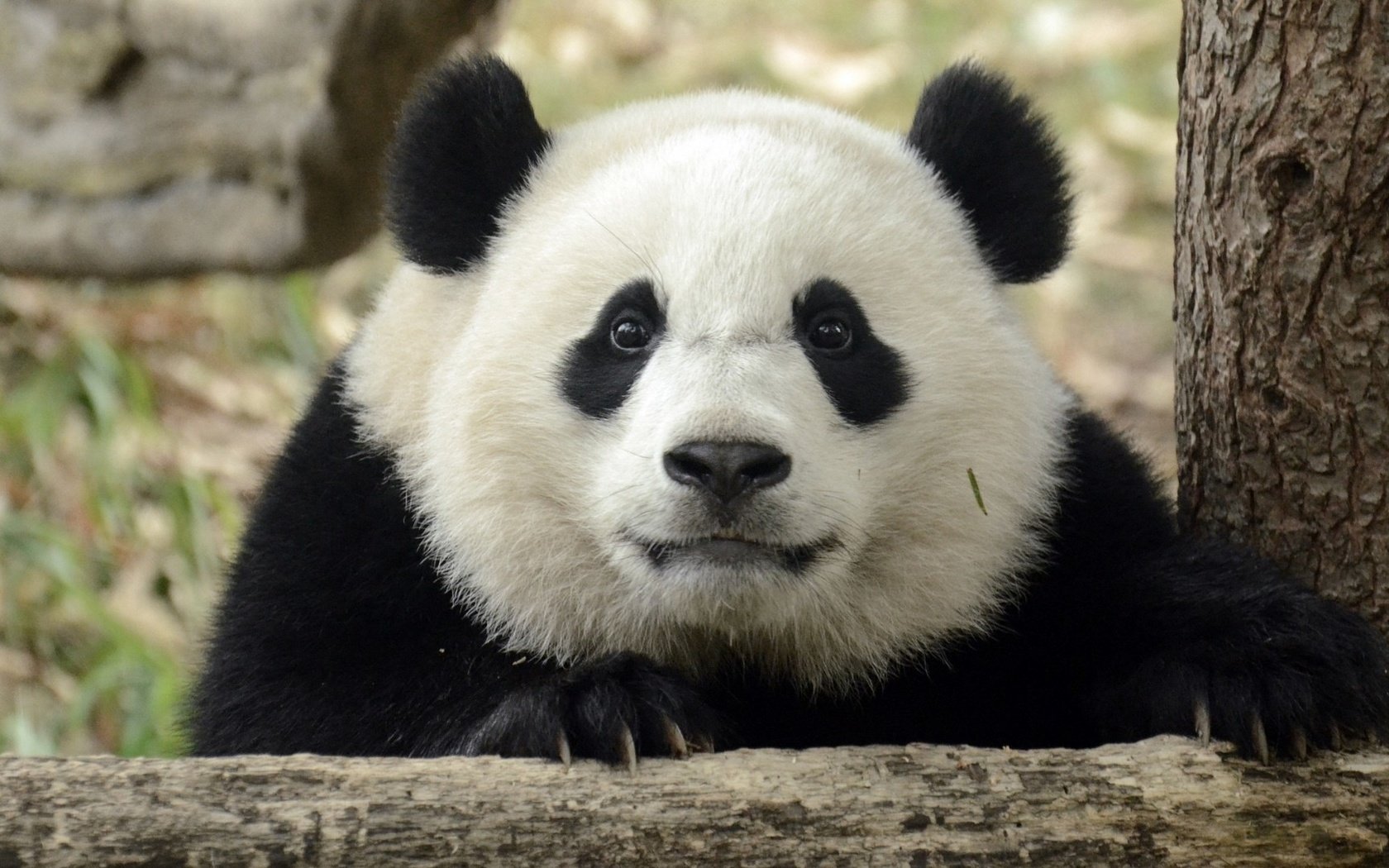 Обои взгляд, панда, ушки, look, panda, ears разрешение 1920x1080 Загрузить