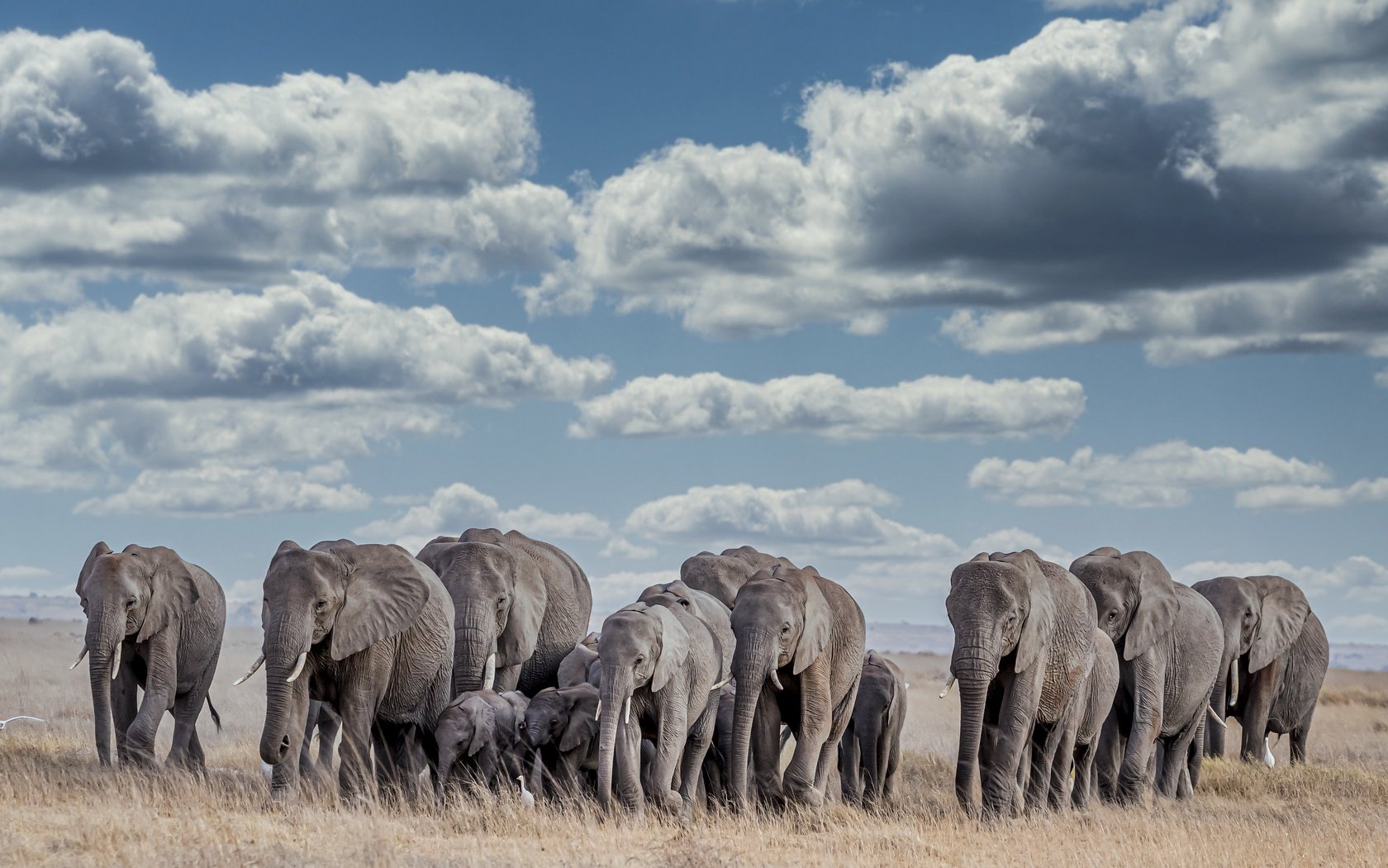 Обои африка, слоны, africa, elephants разрешение 3840x2160 Загрузить