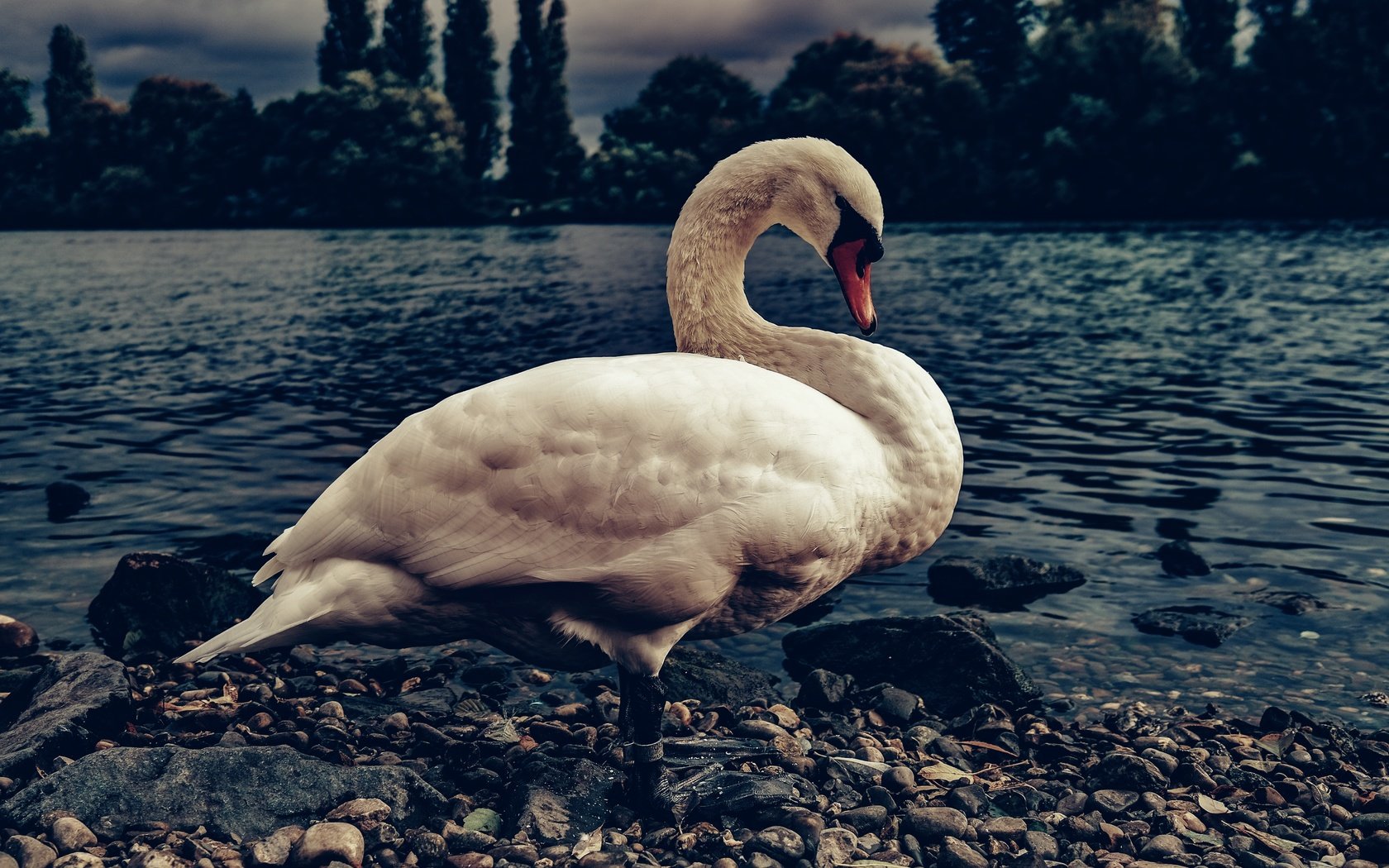 Обои берег, галька, белый, водоем, птица, темный фон, лебедь, shore, pebbles, white, pond, bird, the dark background, swan разрешение 5921x3947 Загрузить