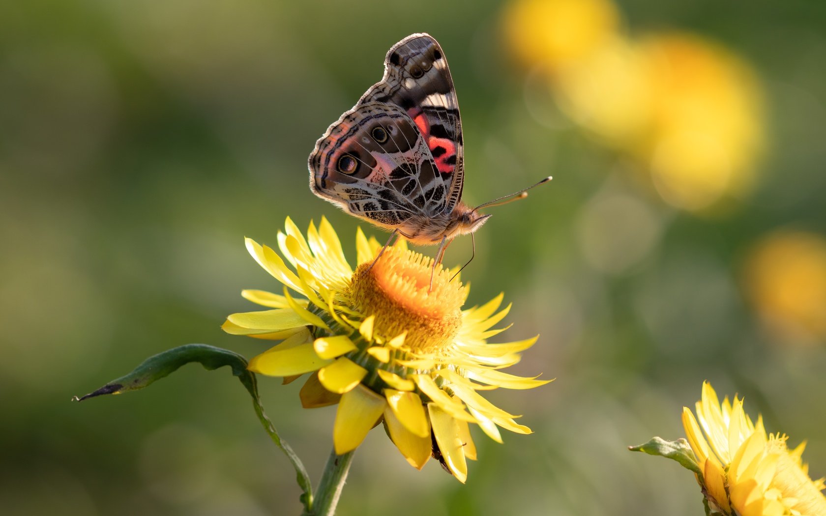 Обои цветы, бабочка, желтые, боке, flowers, butterfly, yellow, bokeh разрешение 6000x3375 Загрузить