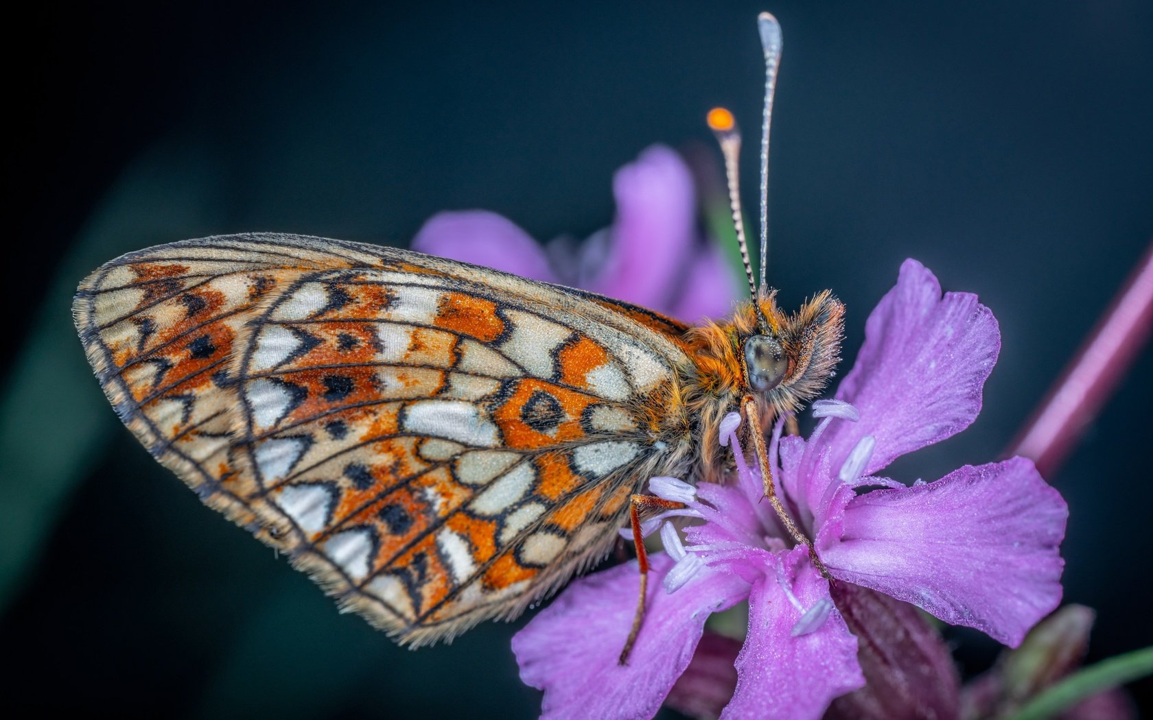 Обои цветок, бабочка, flower, butterfly разрешение 3500x2335 Загрузить