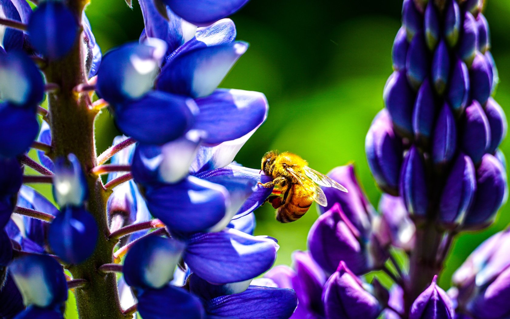 Обои цветы, бутоны, насекомое, лепестки, крылья, пчела, люпины, flowers, buds, insect, petals, wings, bee, lupins разрешение 6000x3376 Загрузить