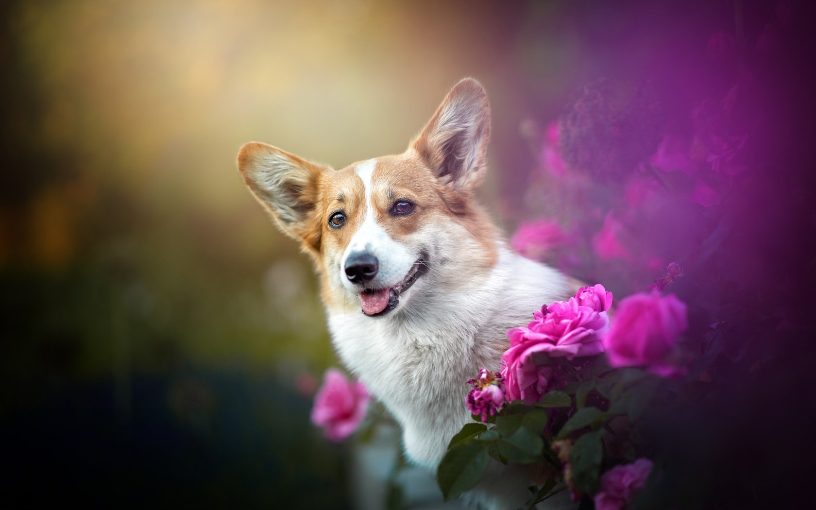 Обои цветы, розы, собака, мордашка, боке, вельш-корги, flowers, roses, dog, face, bokeh, welsh corgi разрешение 4928x3280 Загрузить