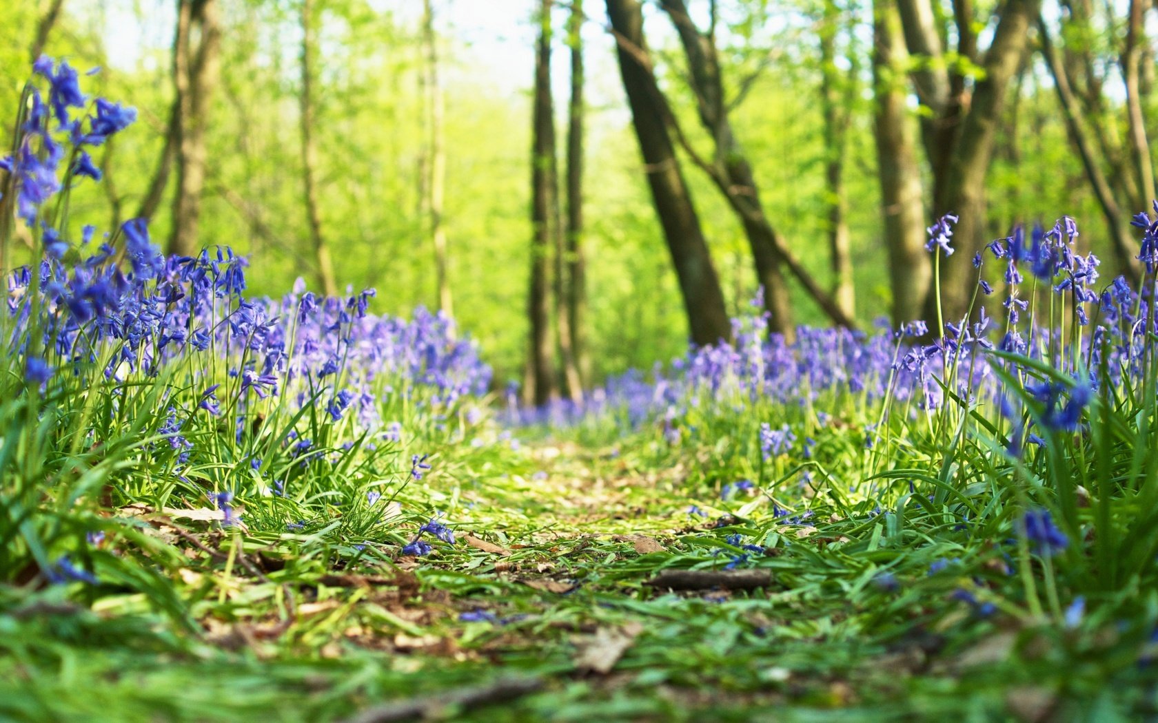 Обои цветы, трава, лес, весна, flowers, grass, forest, spring разрешение 2880x1800 Загрузить