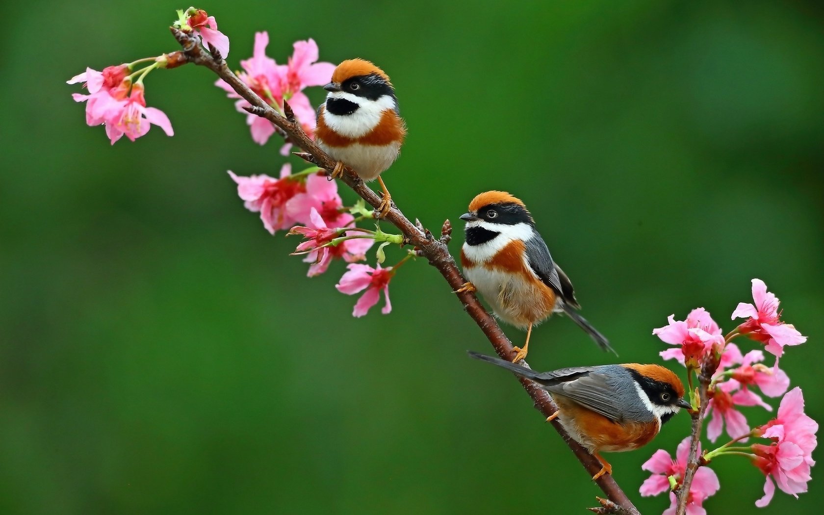 Обои цветы, ветка, природа, птицы, flowers, branch, nature, birds разрешение 2048x1365 Загрузить