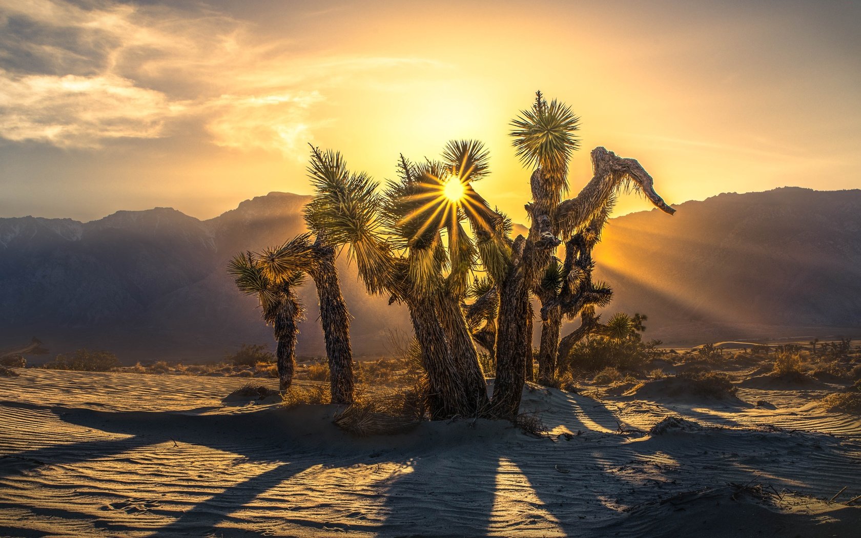 Обои деревья, горы, солнце, пустыня, дерево джошуа, trees, mountains, the sun, desert, joshua tree разрешение 4005x2684 Загрузить