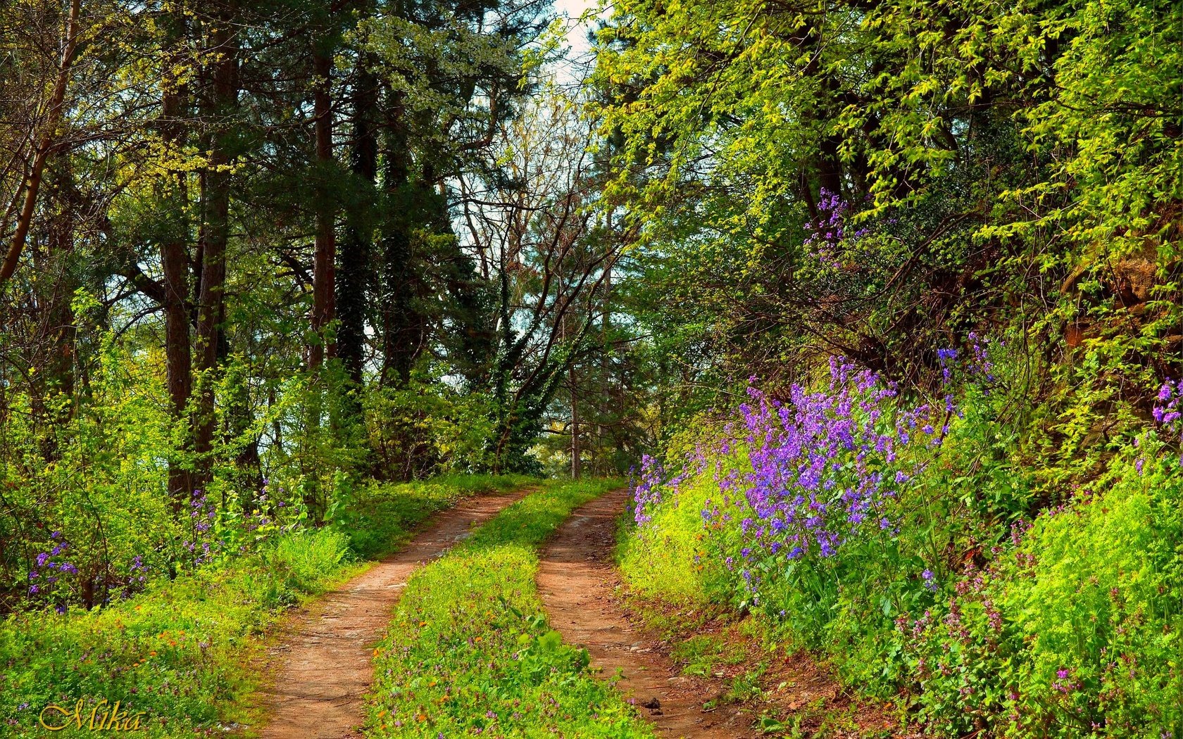 Обои деревья, лес, тропинка, trees, forest, path разрешение 3000x1995 Загрузить