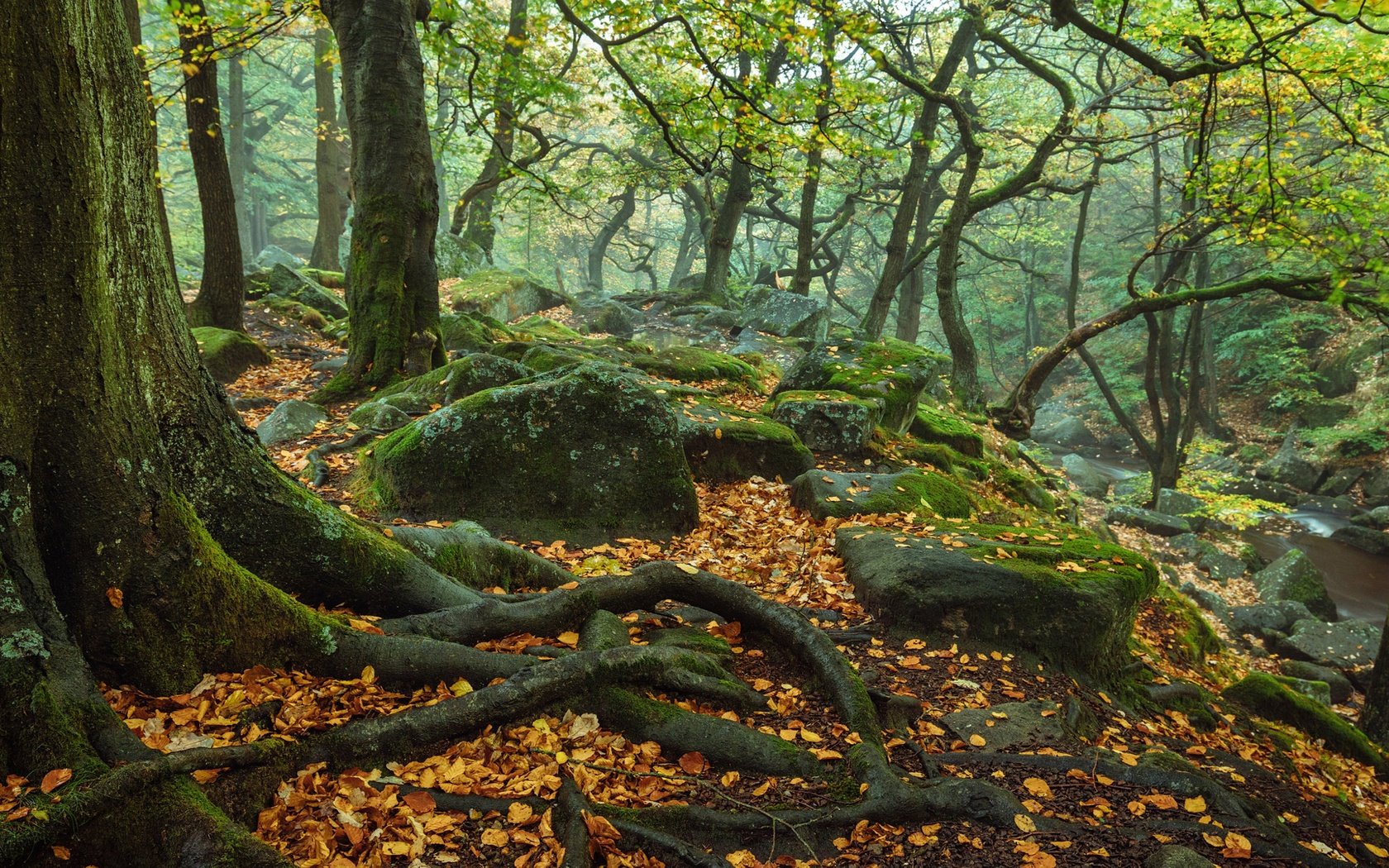 Обои деревья, природа, камни, лес, осень, англия, корни, trees, nature, stones, forest, autumn, england, roots разрешение 3840x2400 Загрузить