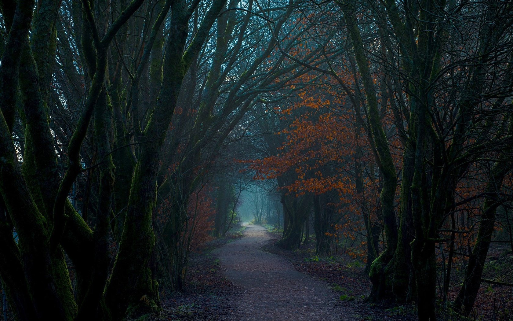 Обои деревья, природа, лес, тропинка, шотландия, trees, nature, forest, path, scotland разрешение 1920x1080 Загрузить