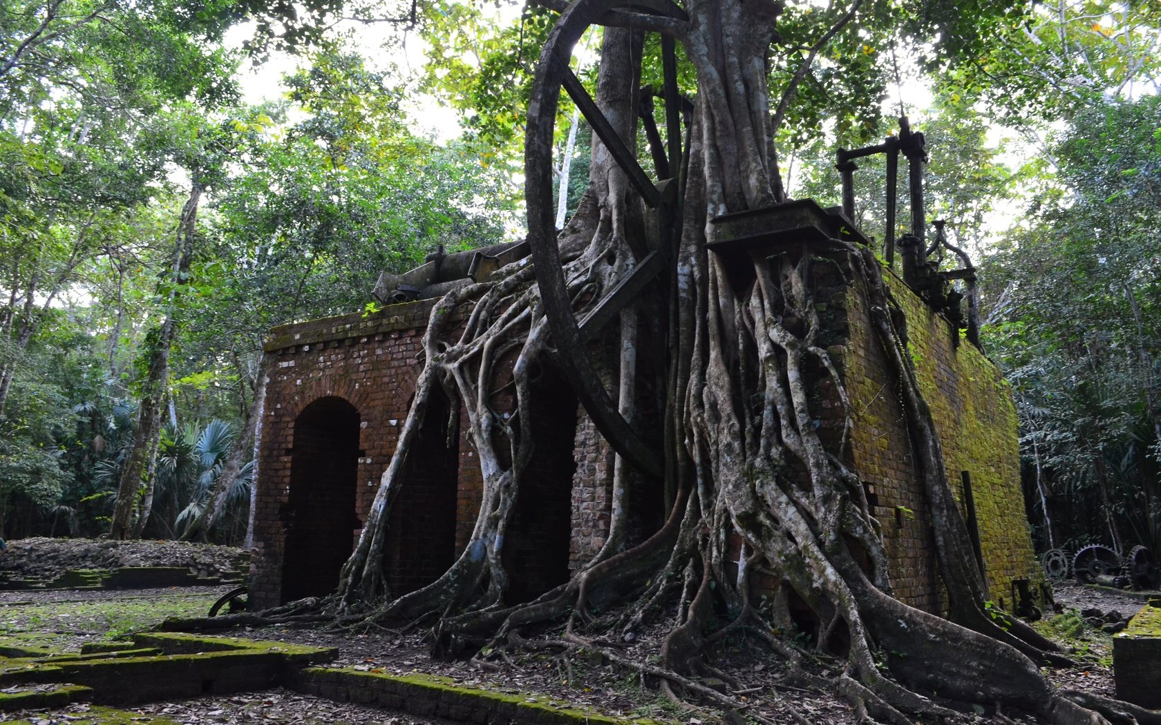 Обои деревья, руины, архитектура, корни, камбоджа, trees, ruins, architecture, roots, cambodia разрешение 4928x3264 Загрузить