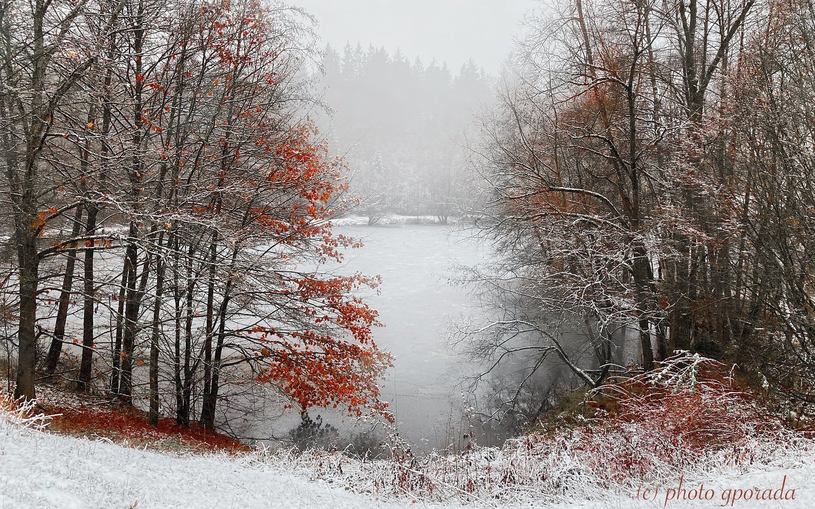 Обои деревья, снег, лес, зима, туман, пруд, trees, snow, forest, winter, fog, pond разрешение 2048x1365 Загрузить