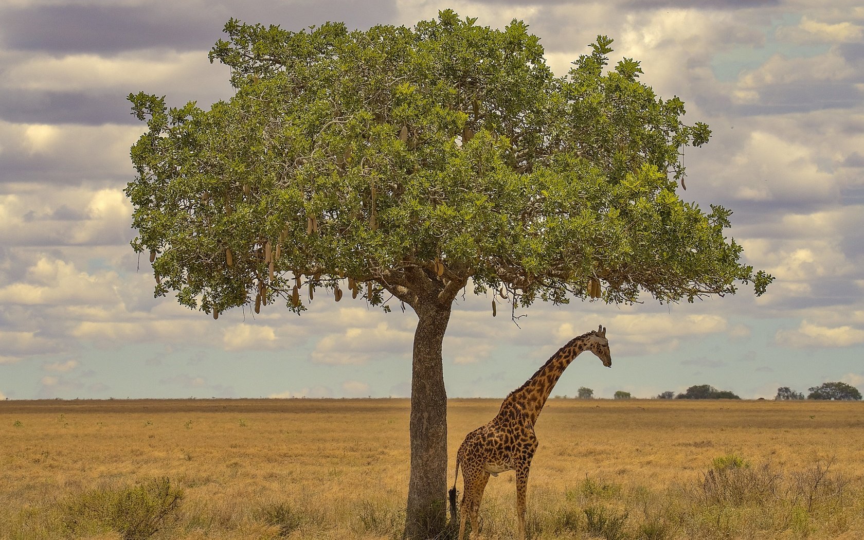 Обои дерево, африка, жираф, tree, africa, giraffe разрешение 3072x2048 Загрузить