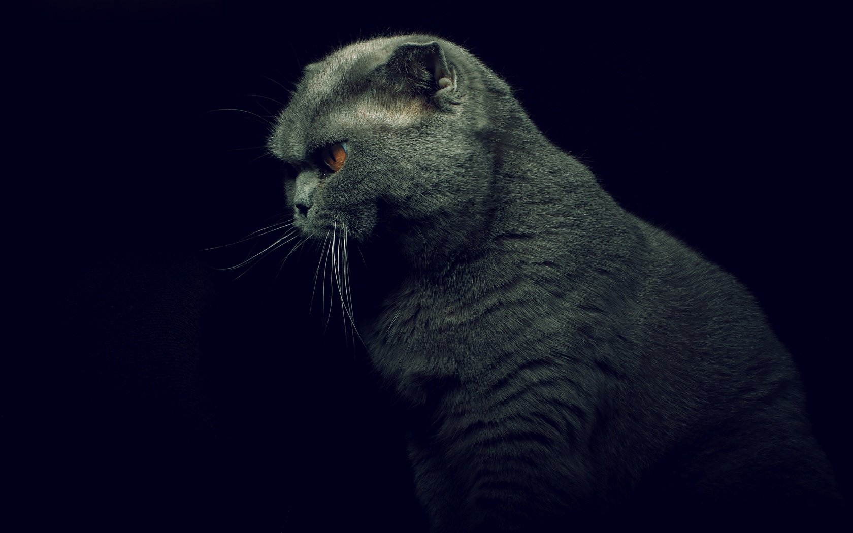 Обои кот, кошка, профиль, черный фон, британская короткошерстная, cat, profile, black background, british shorthair разрешение 6000x4000 Загрузить