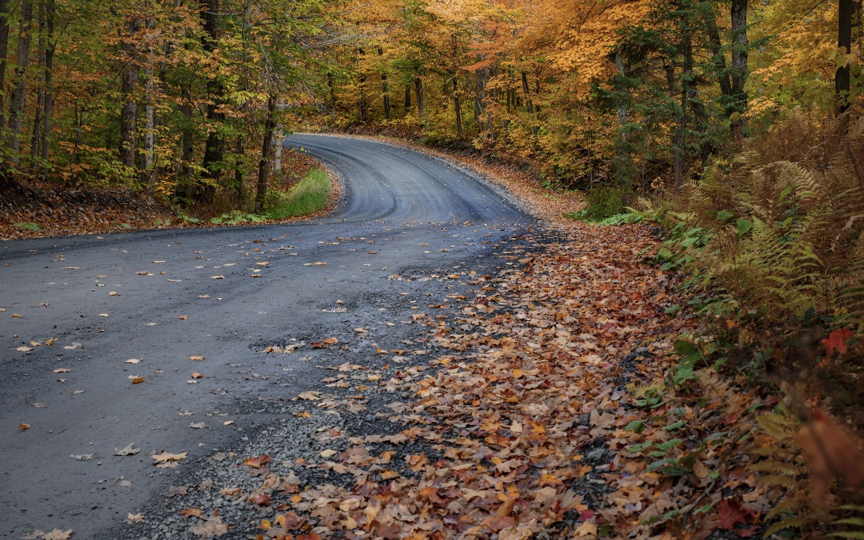 Обои лес, осень, forest, autumn разрешение 3840x2160 Загрузить