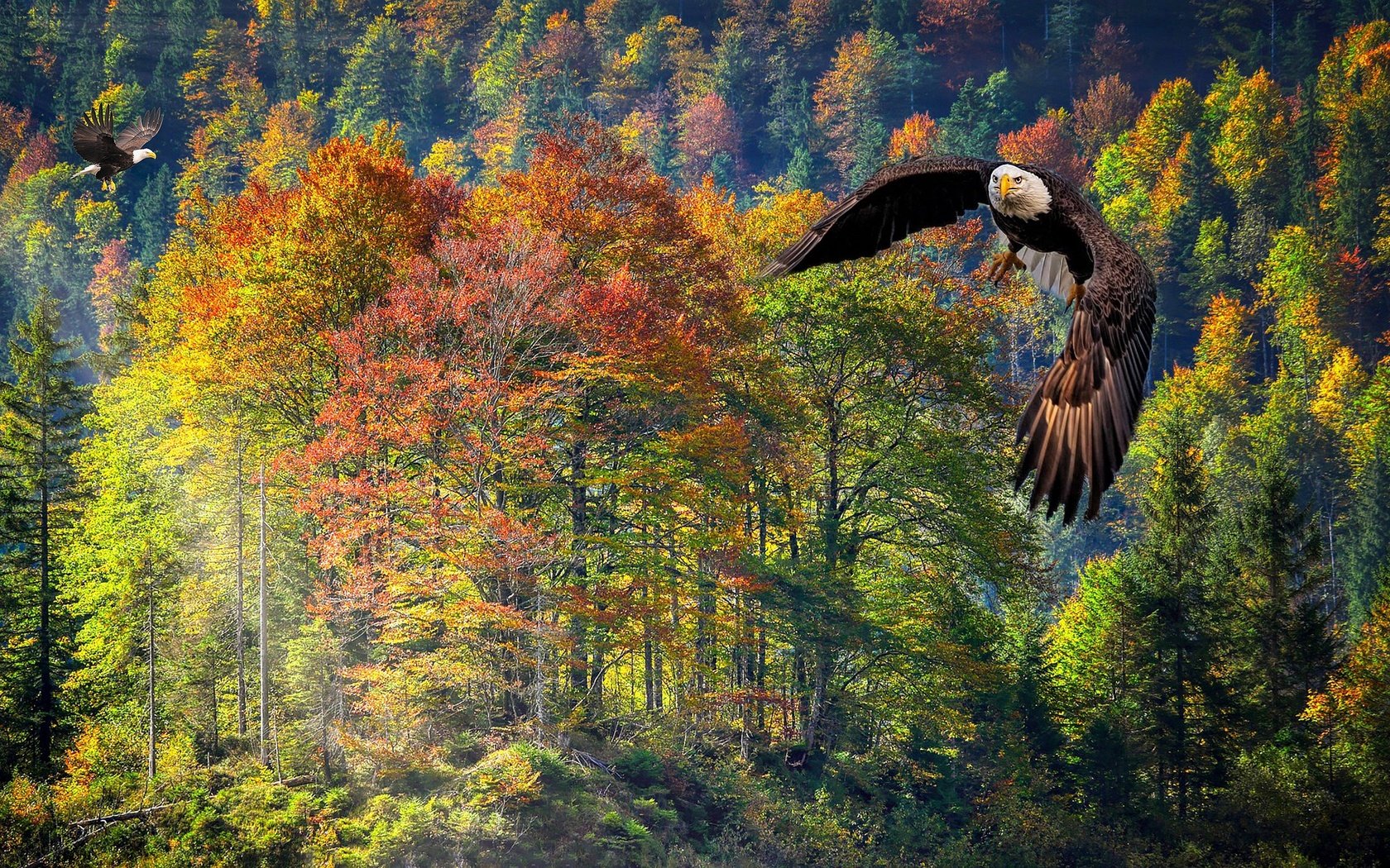 Обои лес, полет, осень, рендеринг, белоголовый орлан, forest, flight, autumn, rendering, bald eagle разрешение 2560x1440 Загрузить