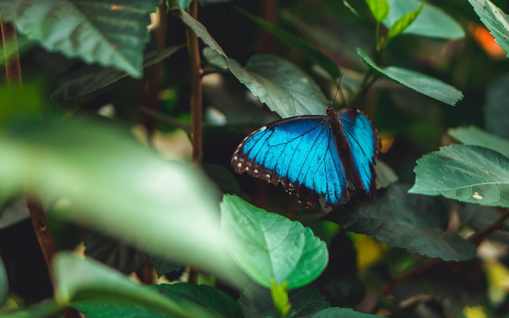 Обои листья, насекомое, бабочка, крылья, темный фон, голубая, морфо, leaves, insect, butterfly, wings, the dark background, blue, morpho разрешение 6000x3376 Загрузить